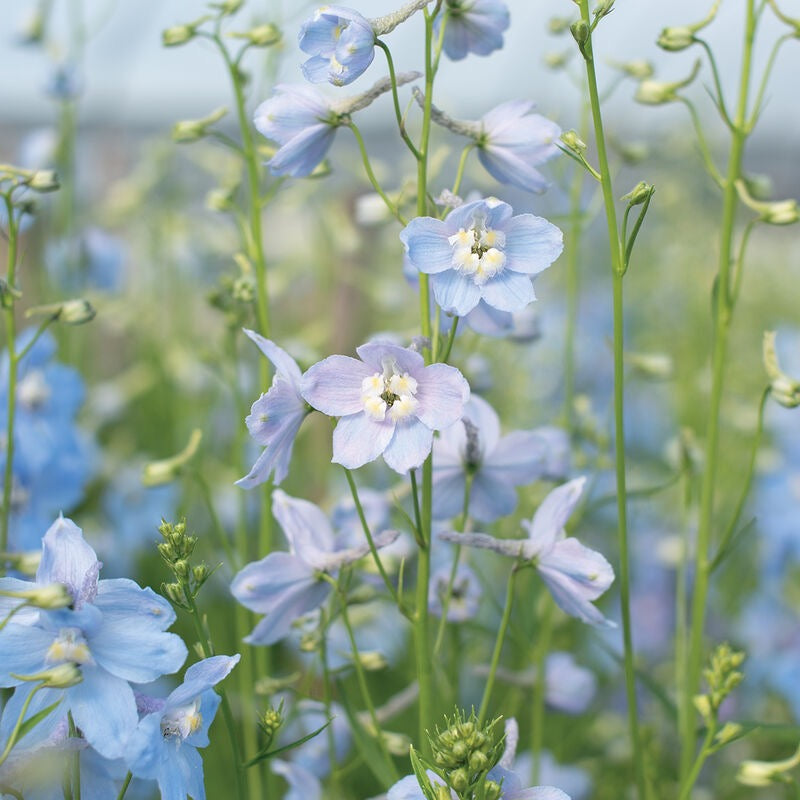 Delphinium Cliveden Beauty