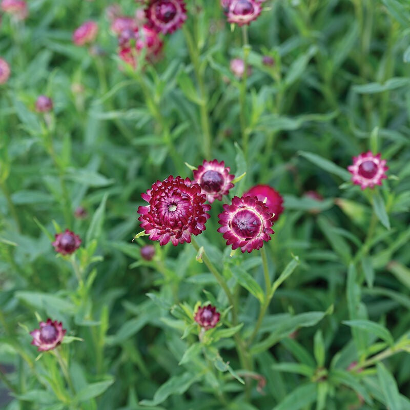 Strawflower Cranberry Rose