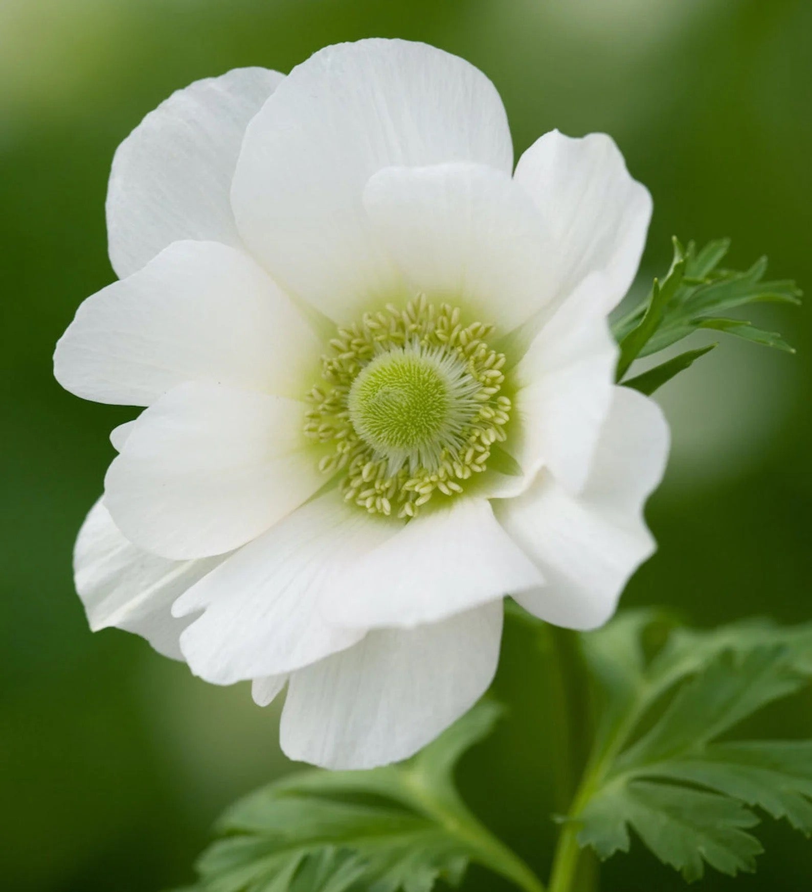 Anemone The Bride