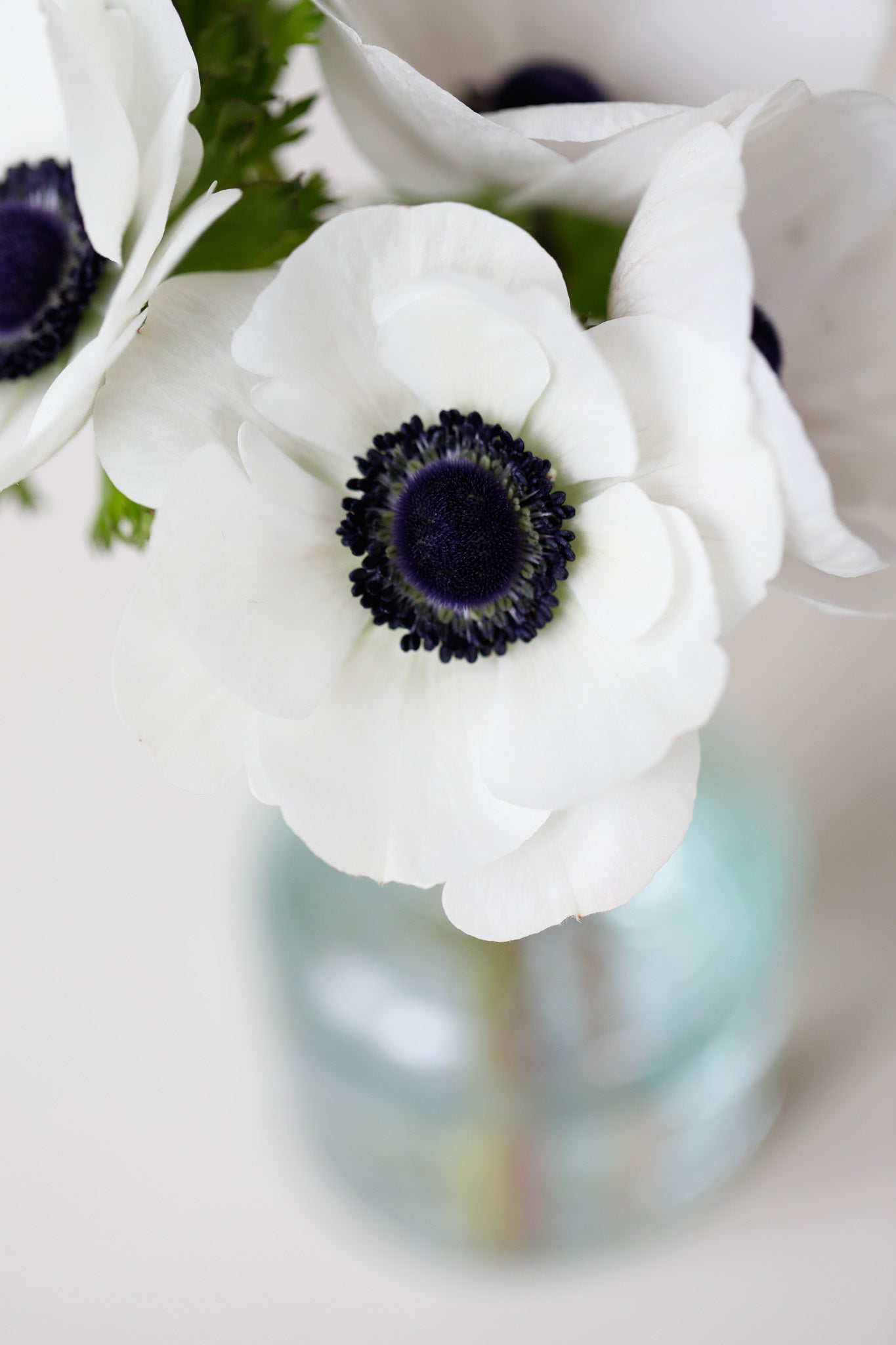 Anemone White