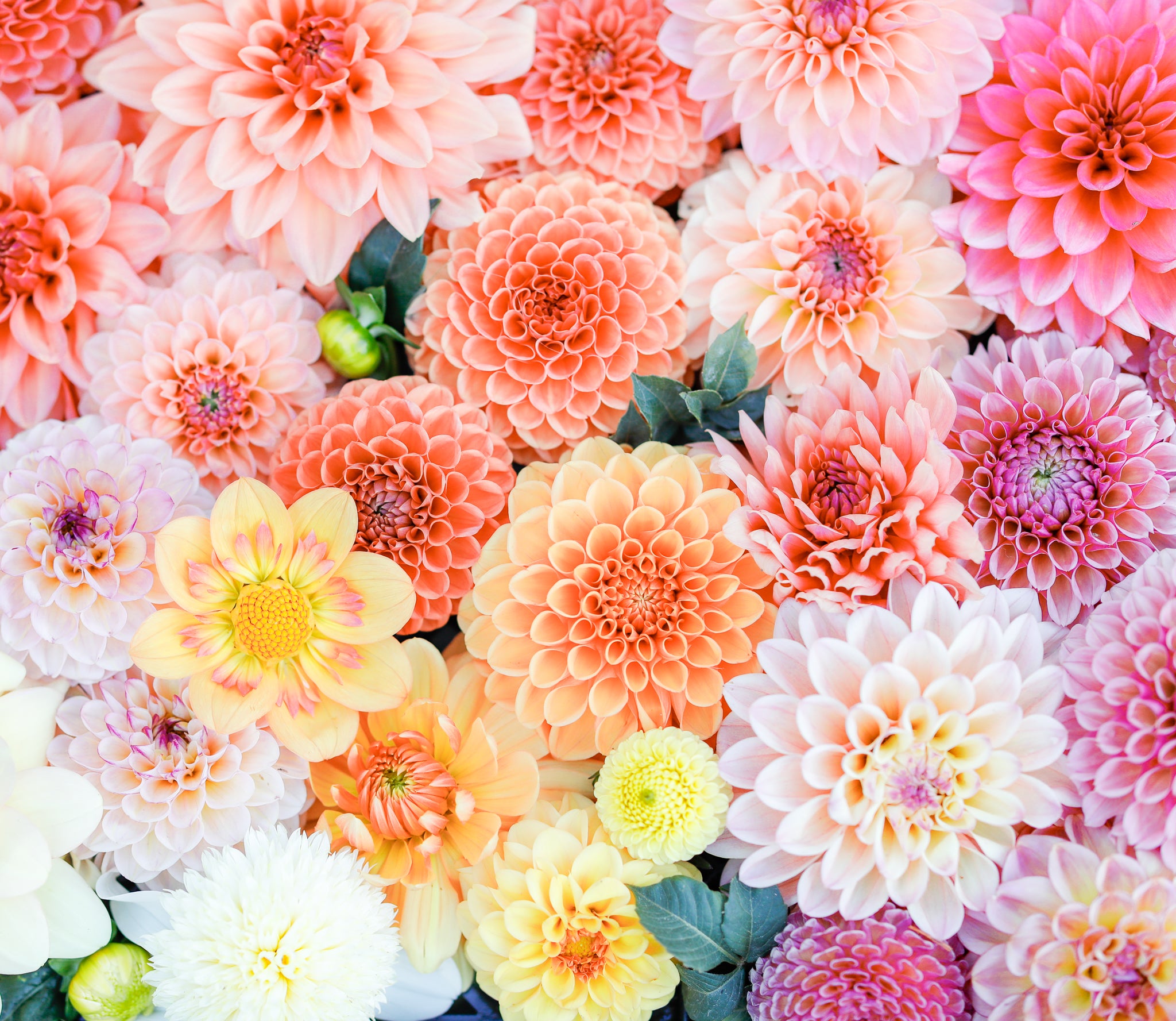 Dahlia Seeds Open Pollinated Mix