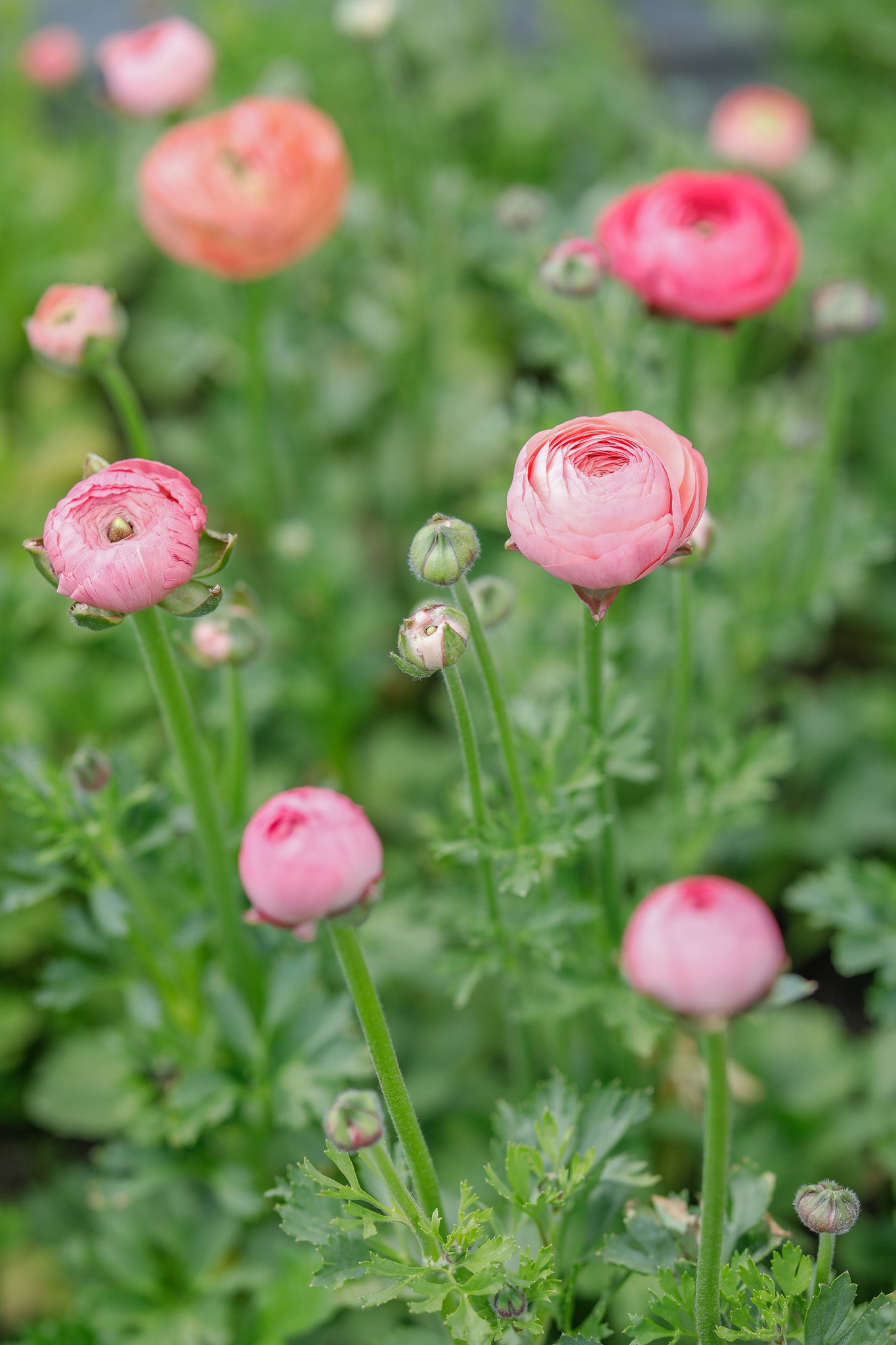 Ranunculus Amandine Salmon