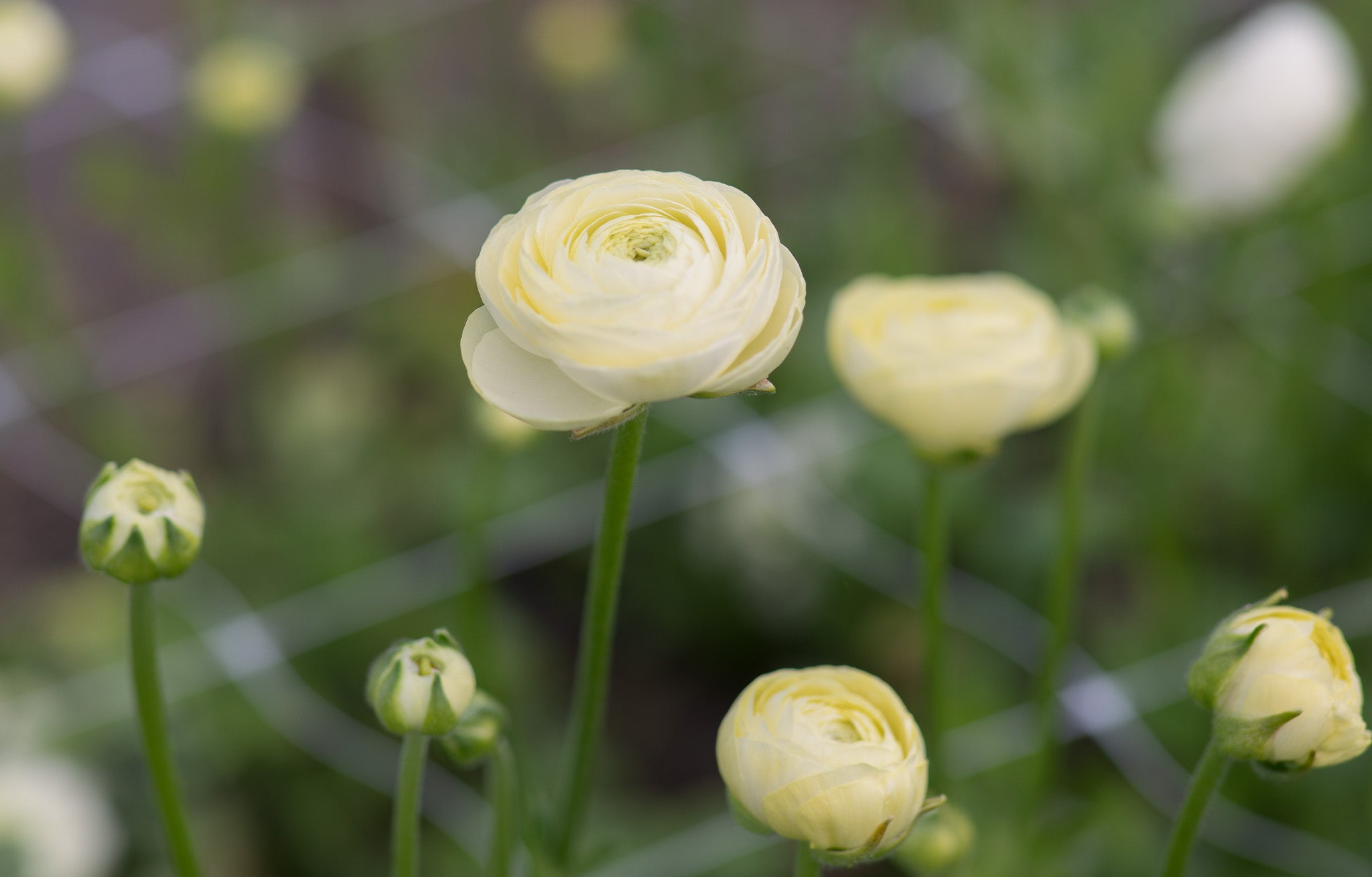 Ranunculus Amandine Cream