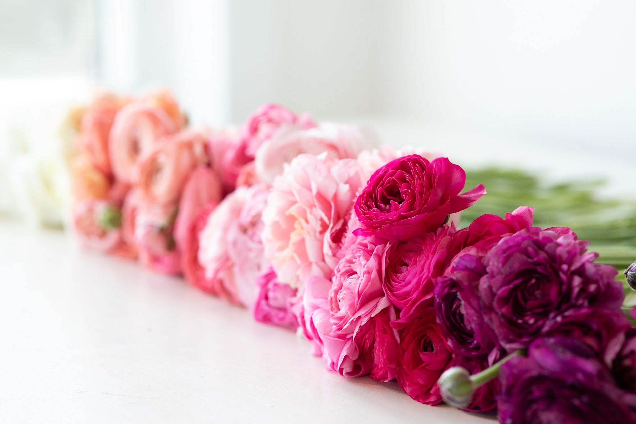 Ranunculus Amandine Rose