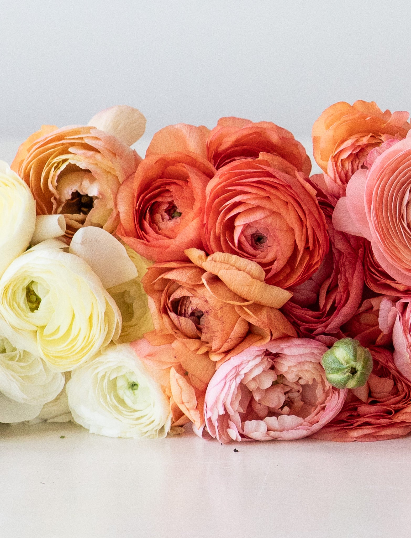 Ranunculus Amandine Salmon