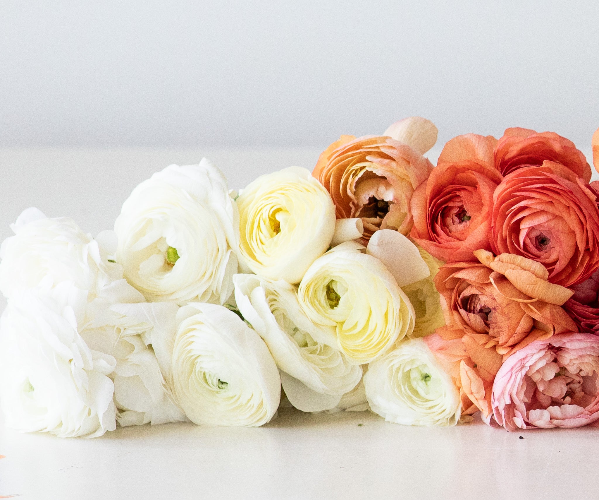 Ranunculus Amandine Cream