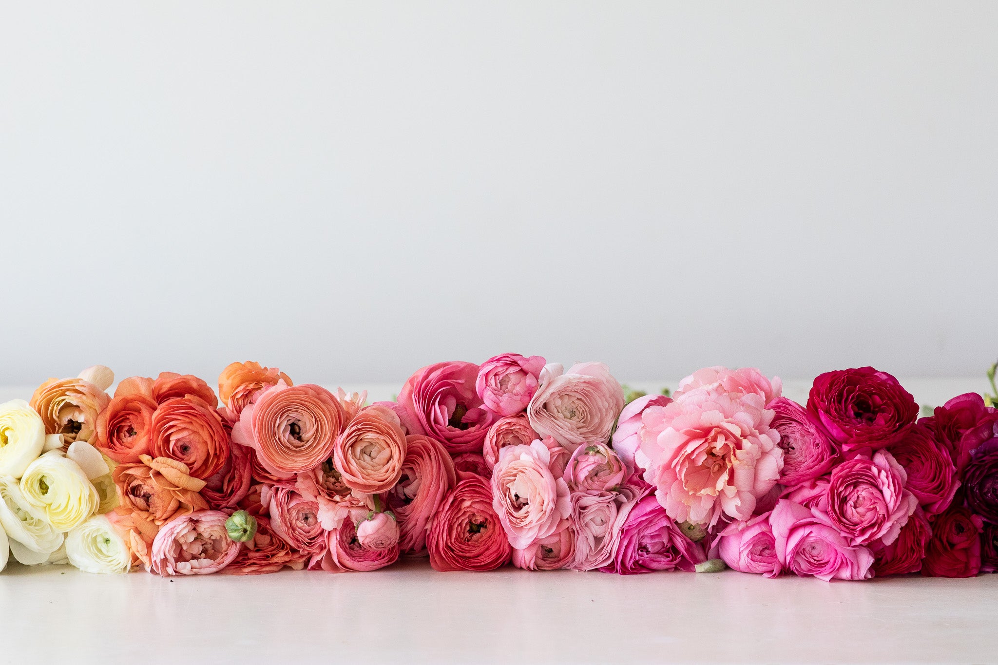 Ranunculus Amandine Pastel Pink