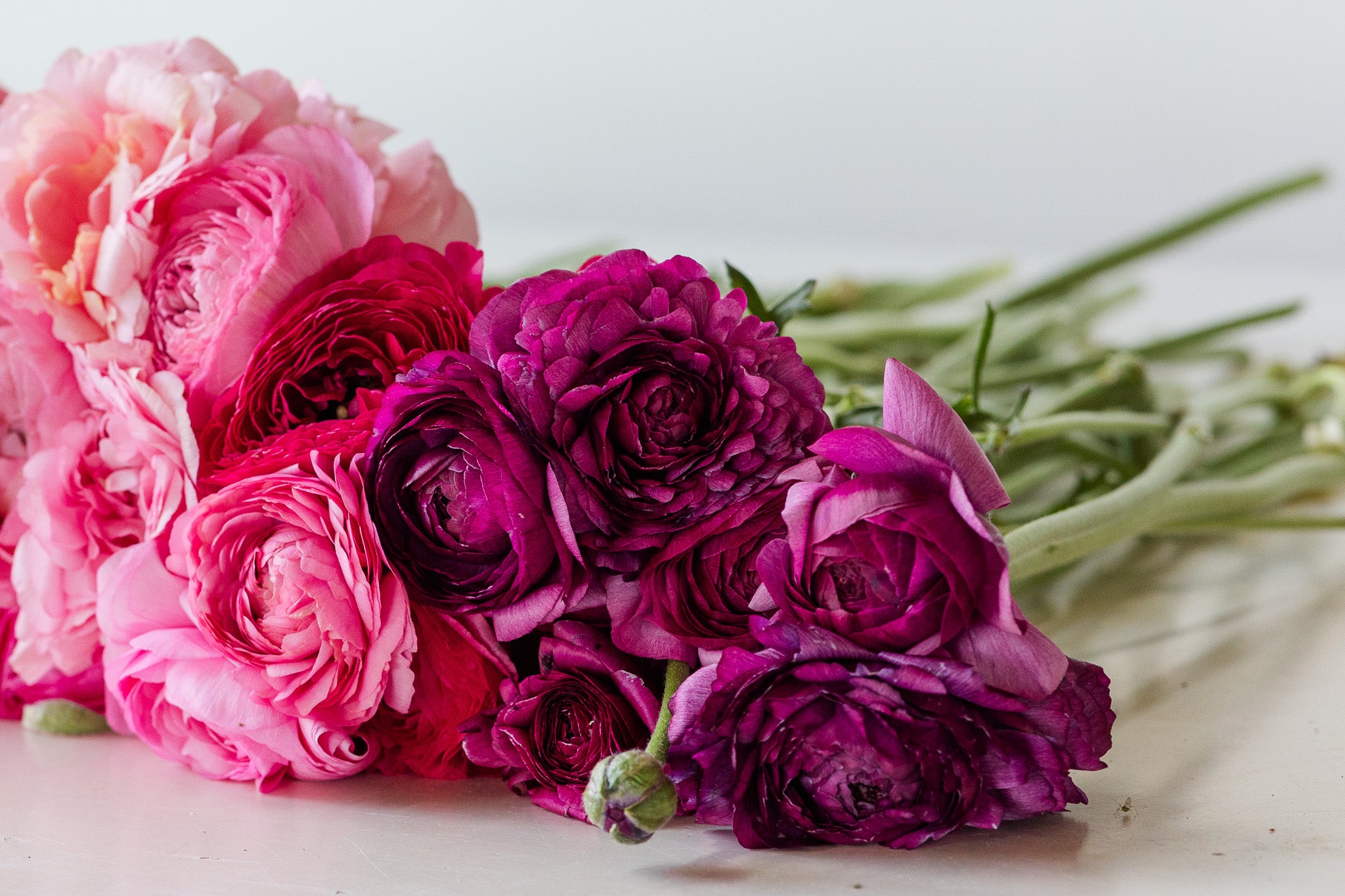 Ranunculus Amandine Violet