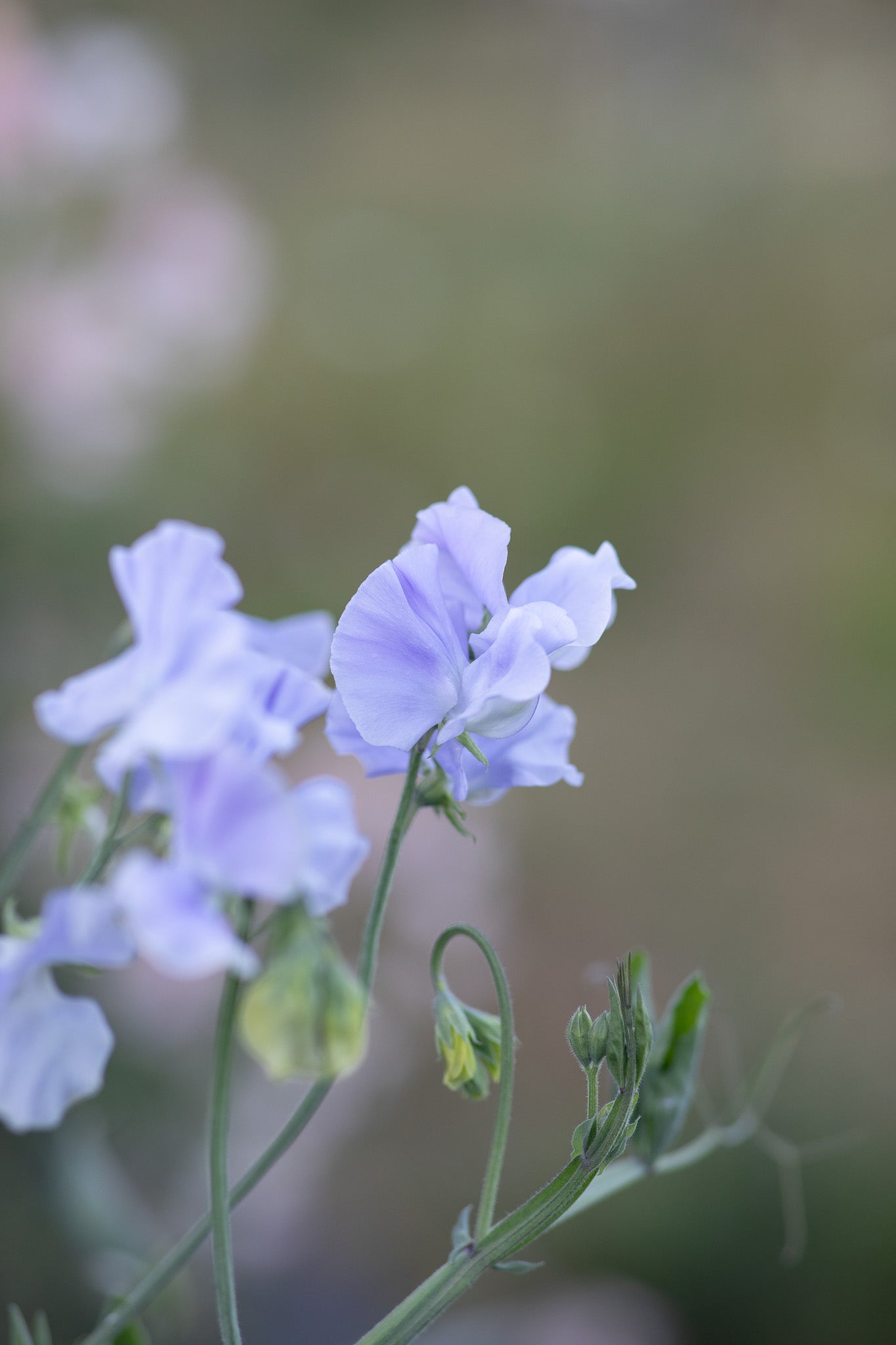 Sweet Pea Ballerina Blue