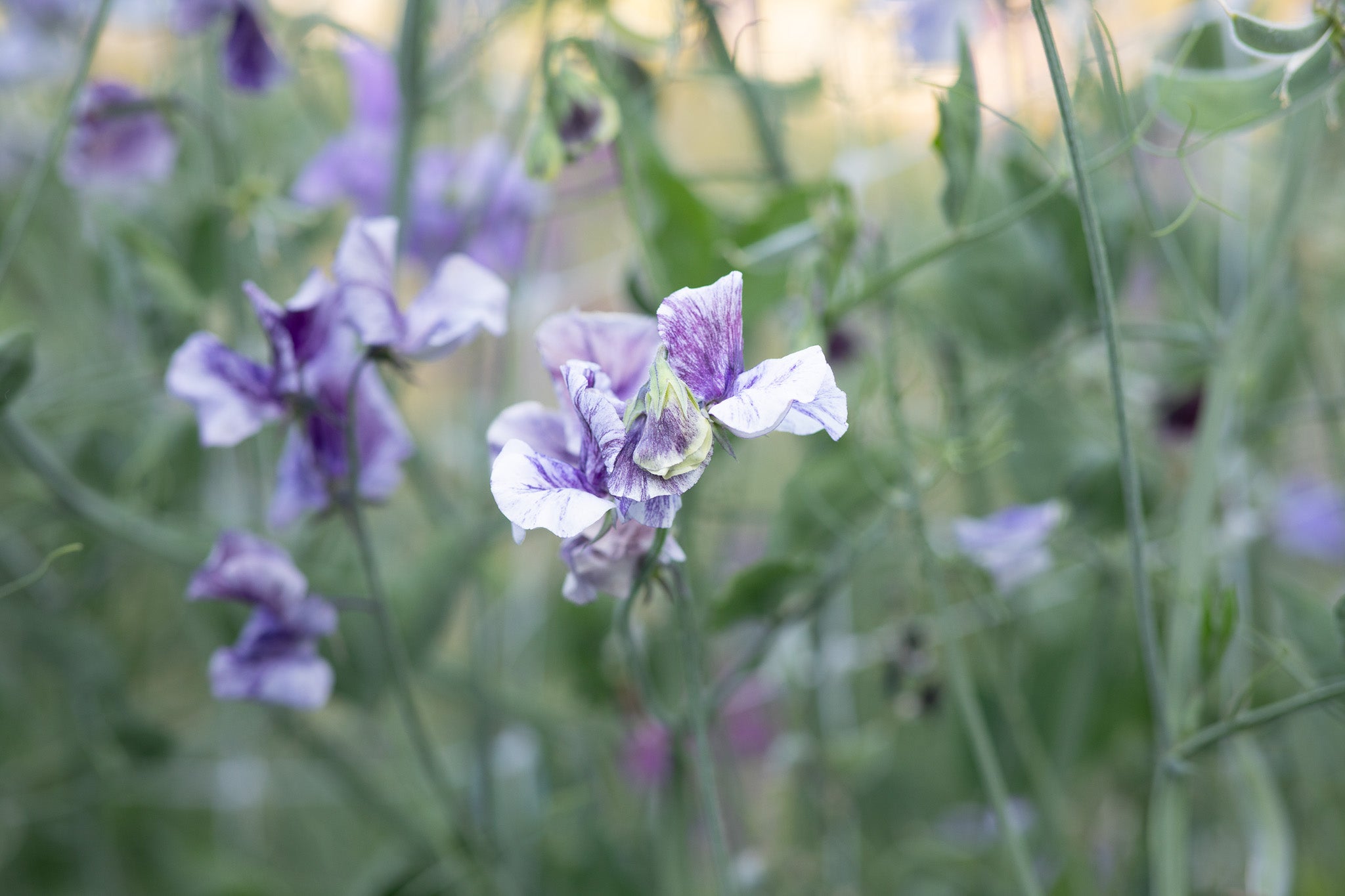 Sweet Pea Earl Grey