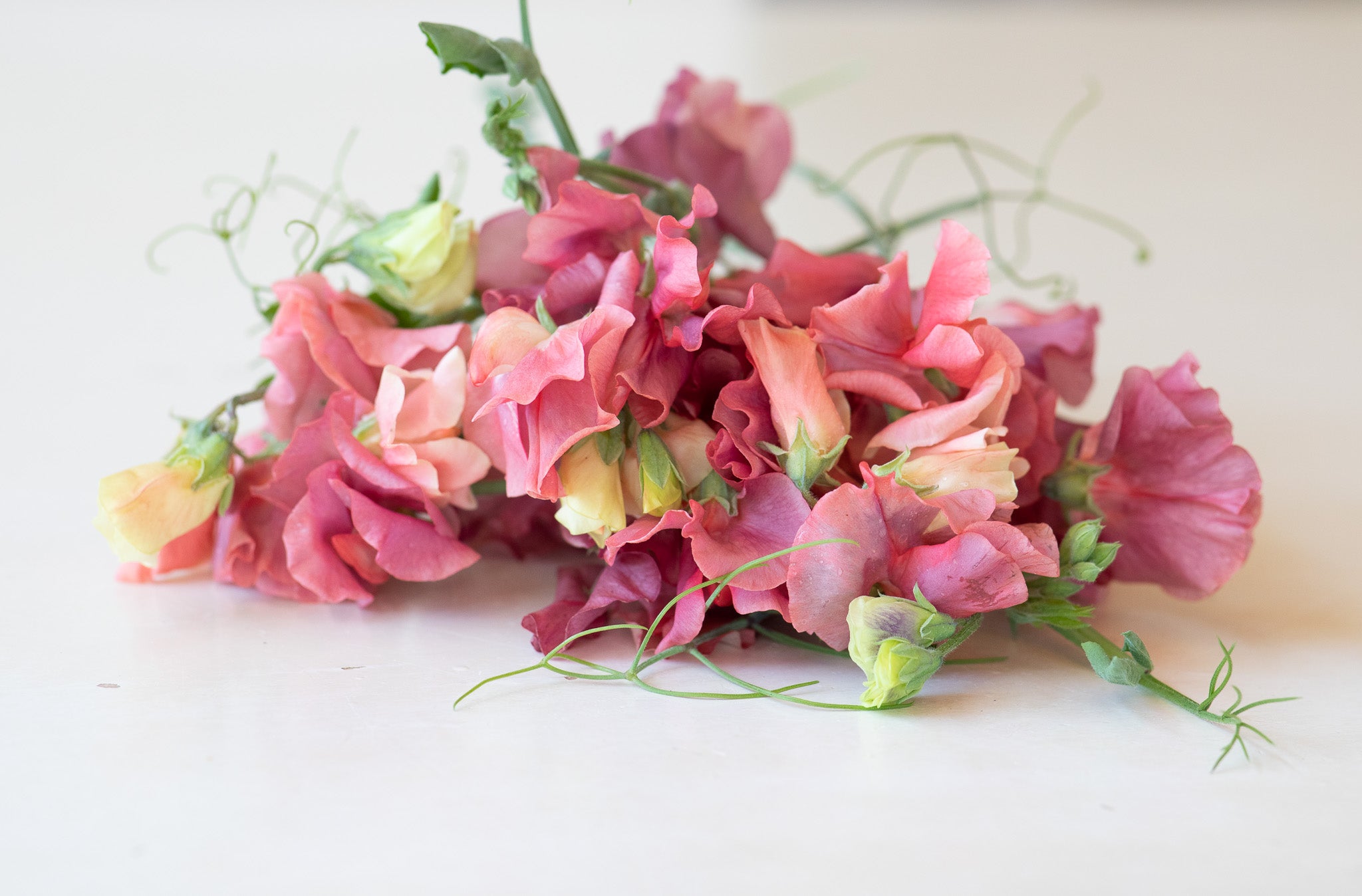 Sweet Pea King's Ransom