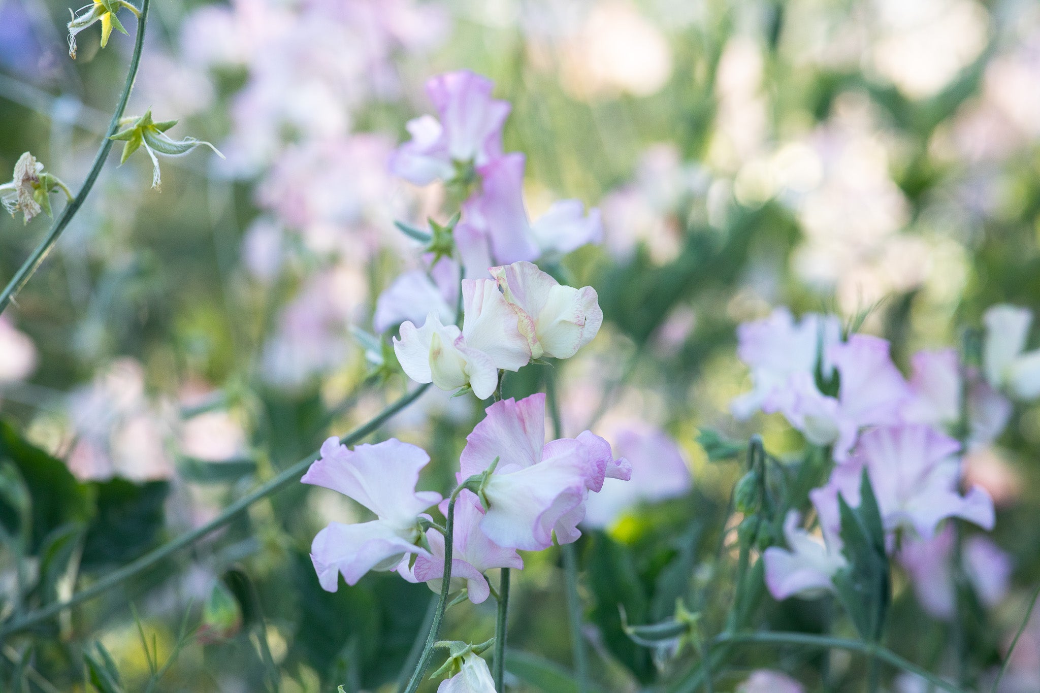 Sweet Pea Elizabeth Shorthouse