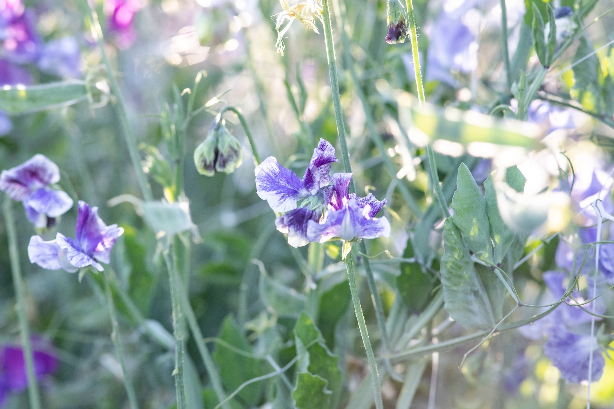 Sweet Pea Earl Grey