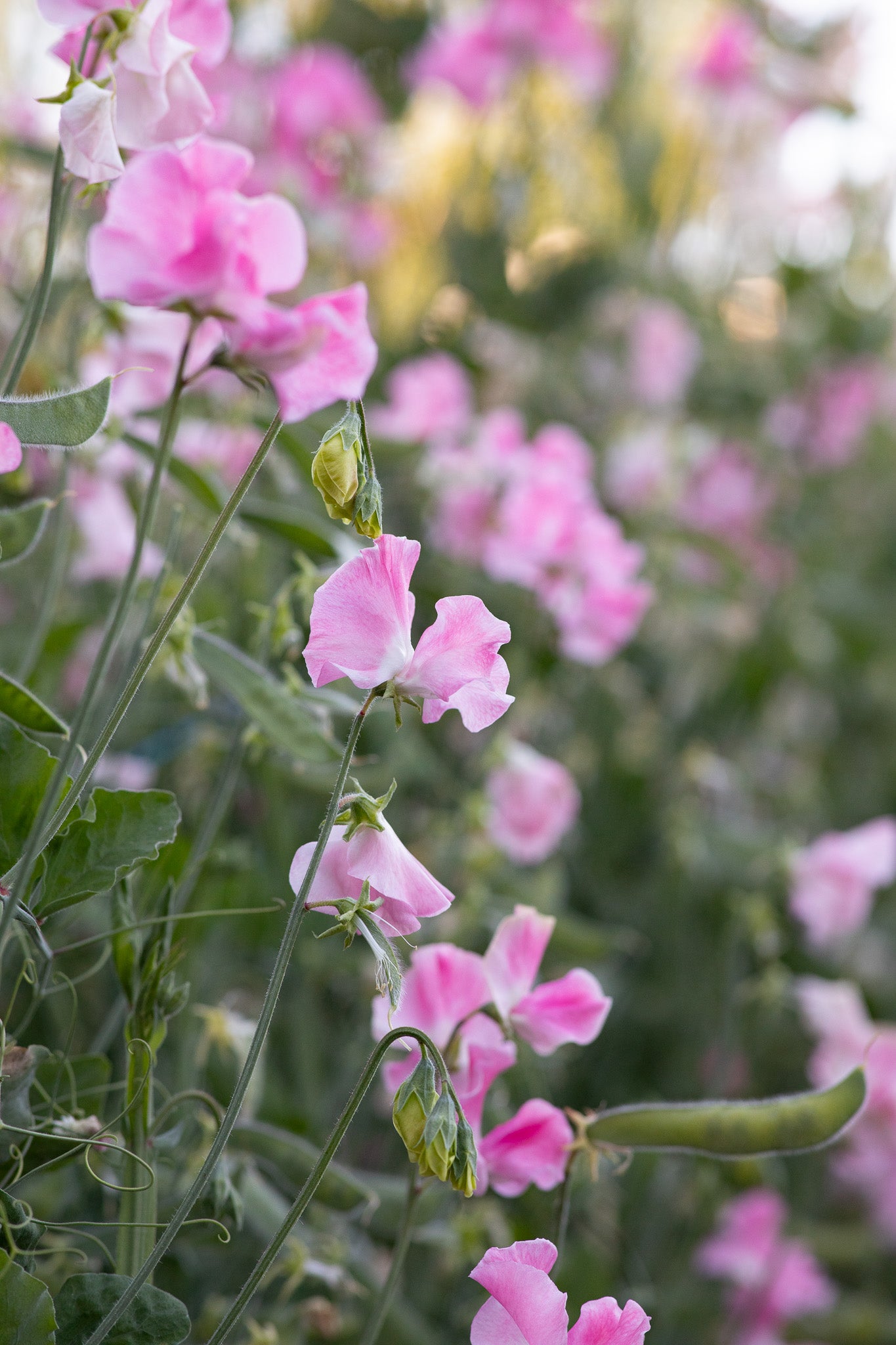 Sweet Pea Mrs. Bernard Jones