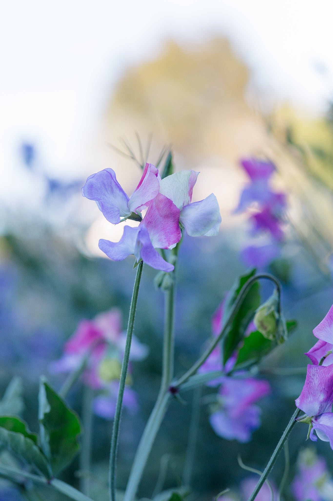 Sweet Pea Enchante