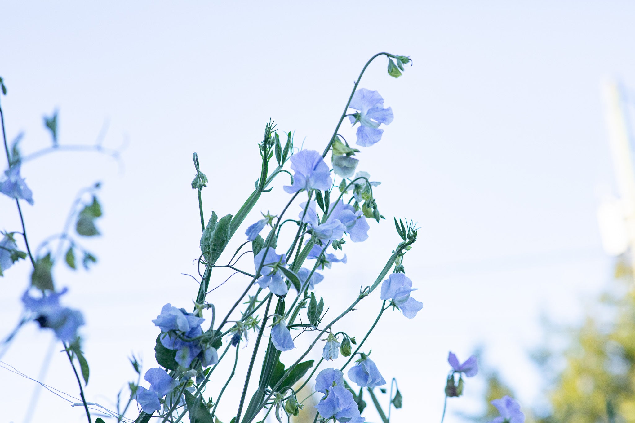 Sweet Pea Chelsea Centenary