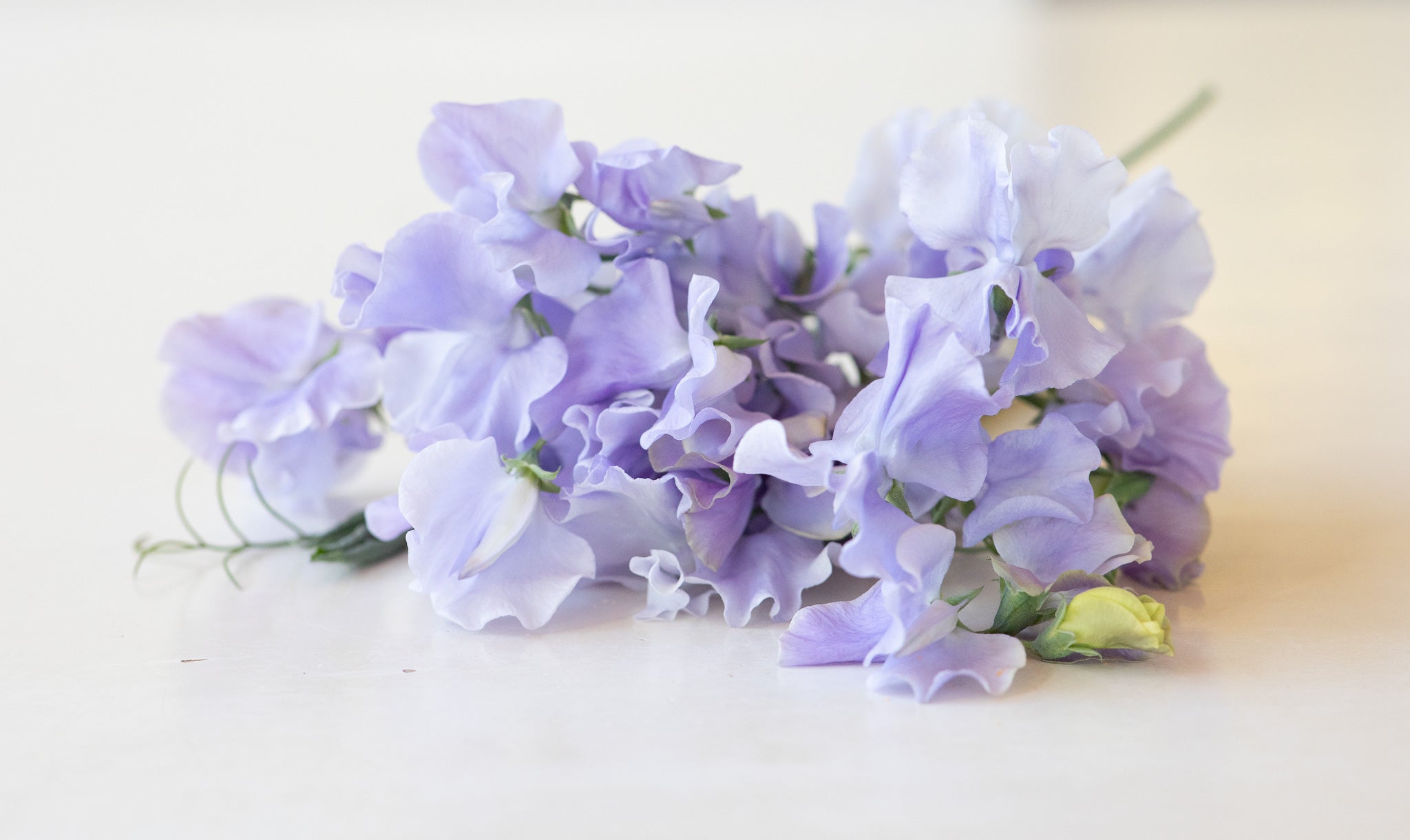 Sweet Pea Ballerina Blue