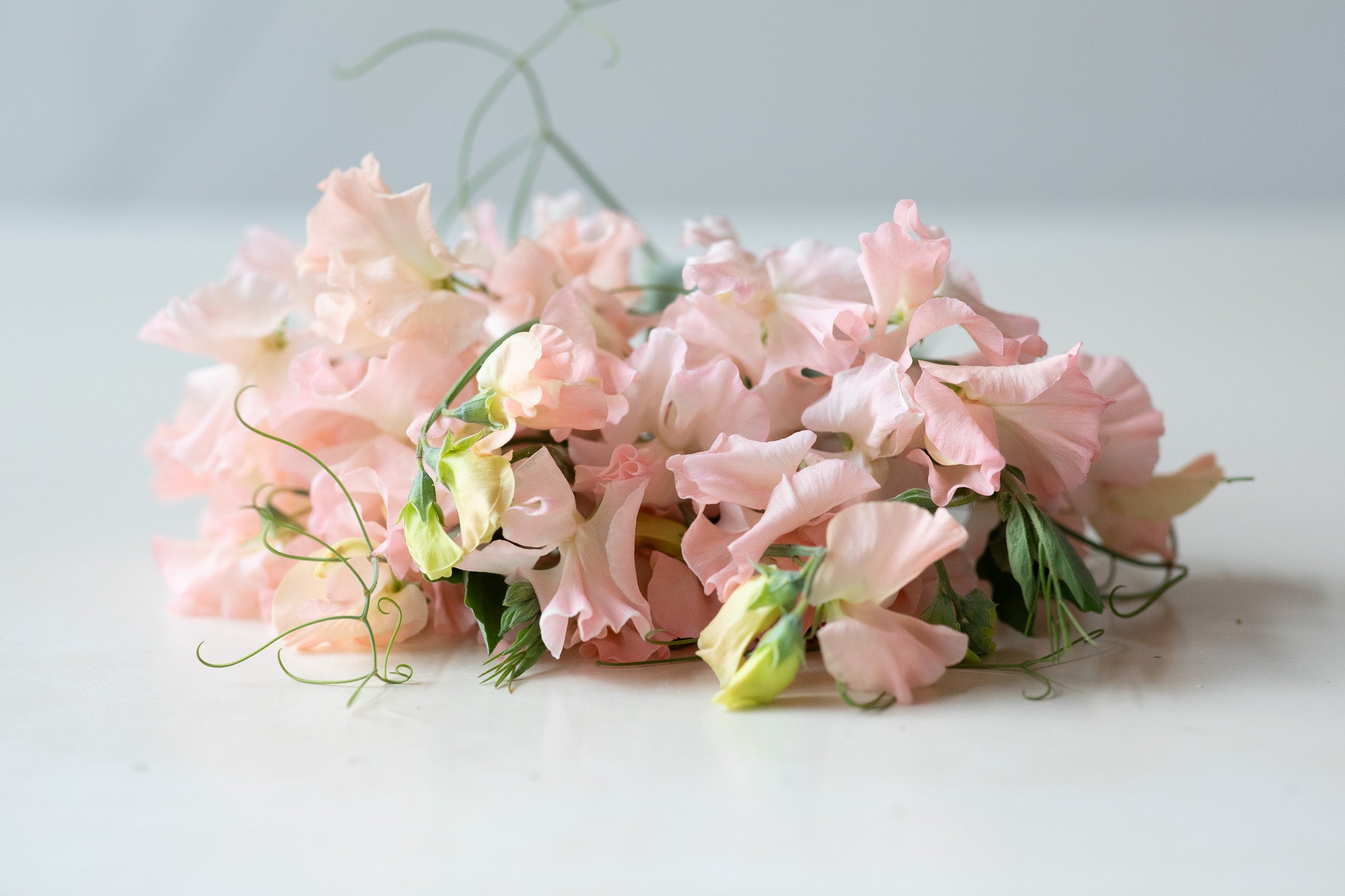 Sweet Pea Castlewellan