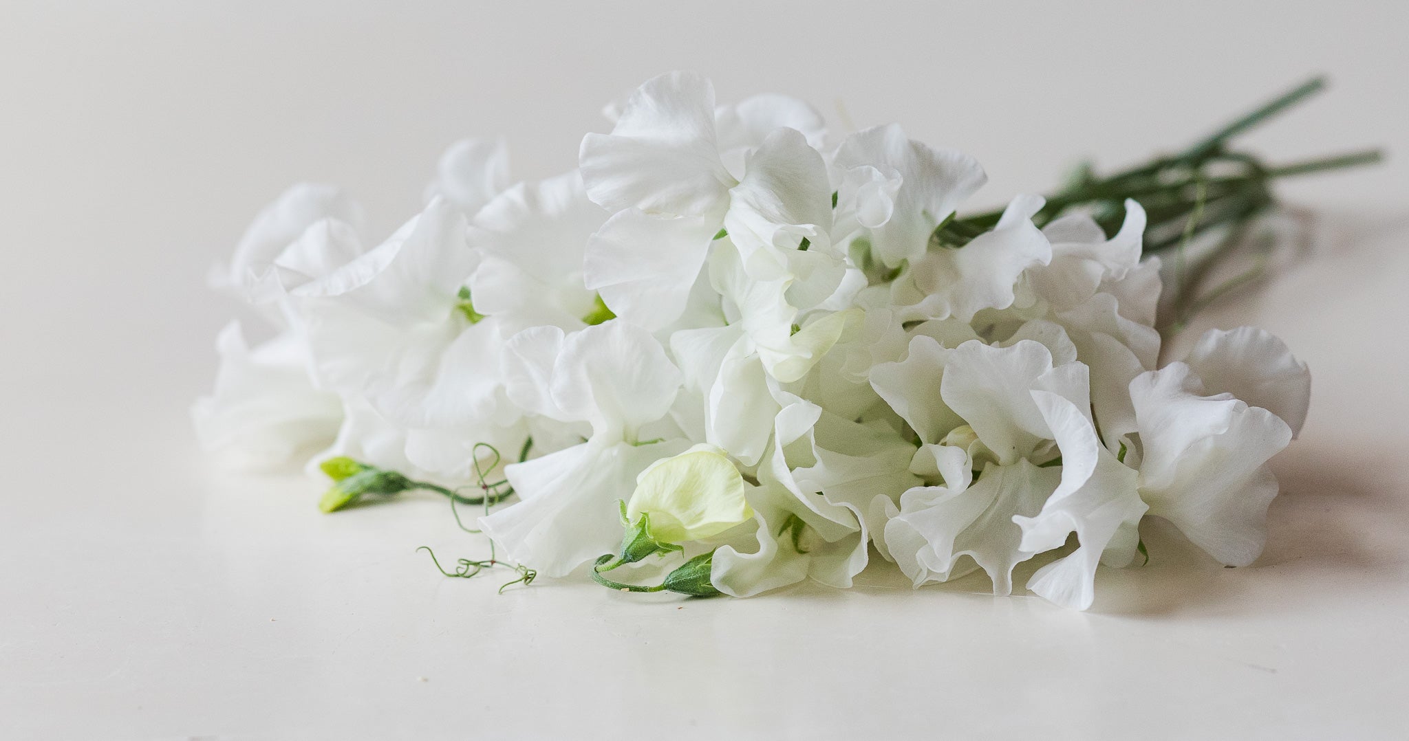 Sweet Pea Mary Priestley