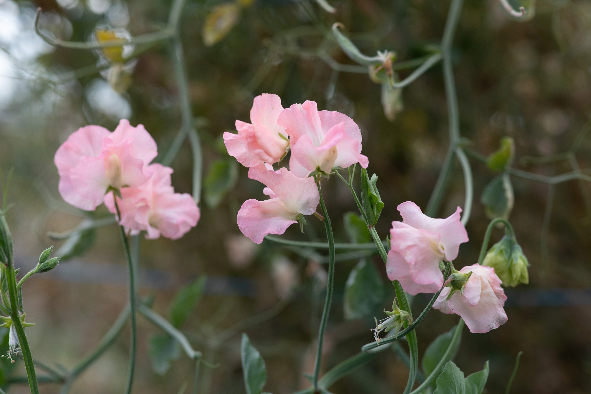 Sweet Pea Emma