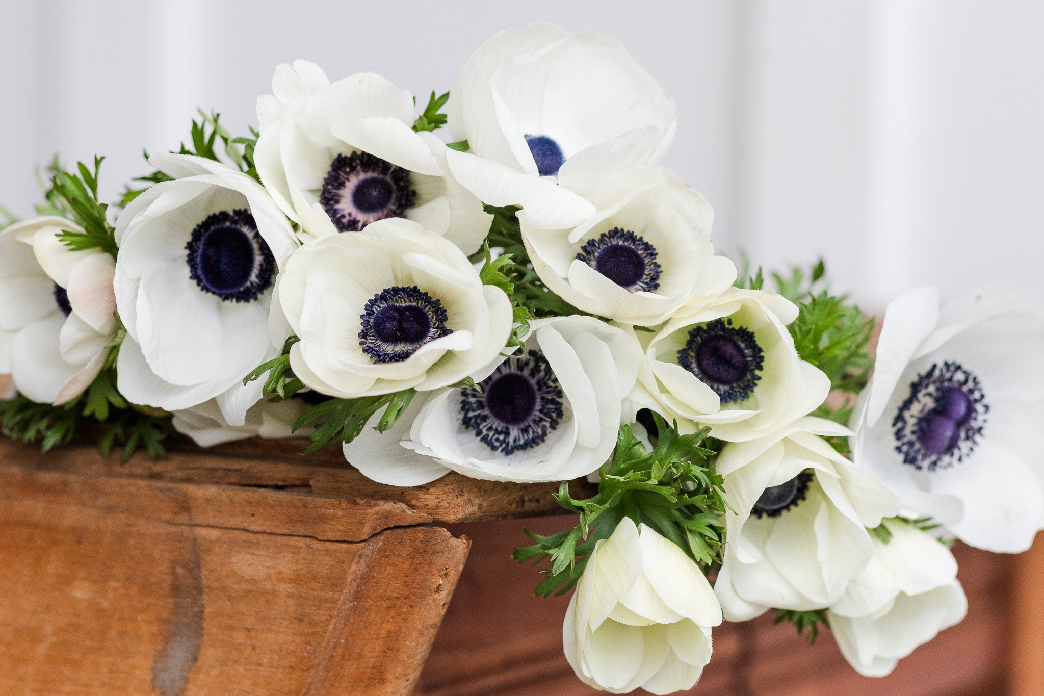 Anemone White