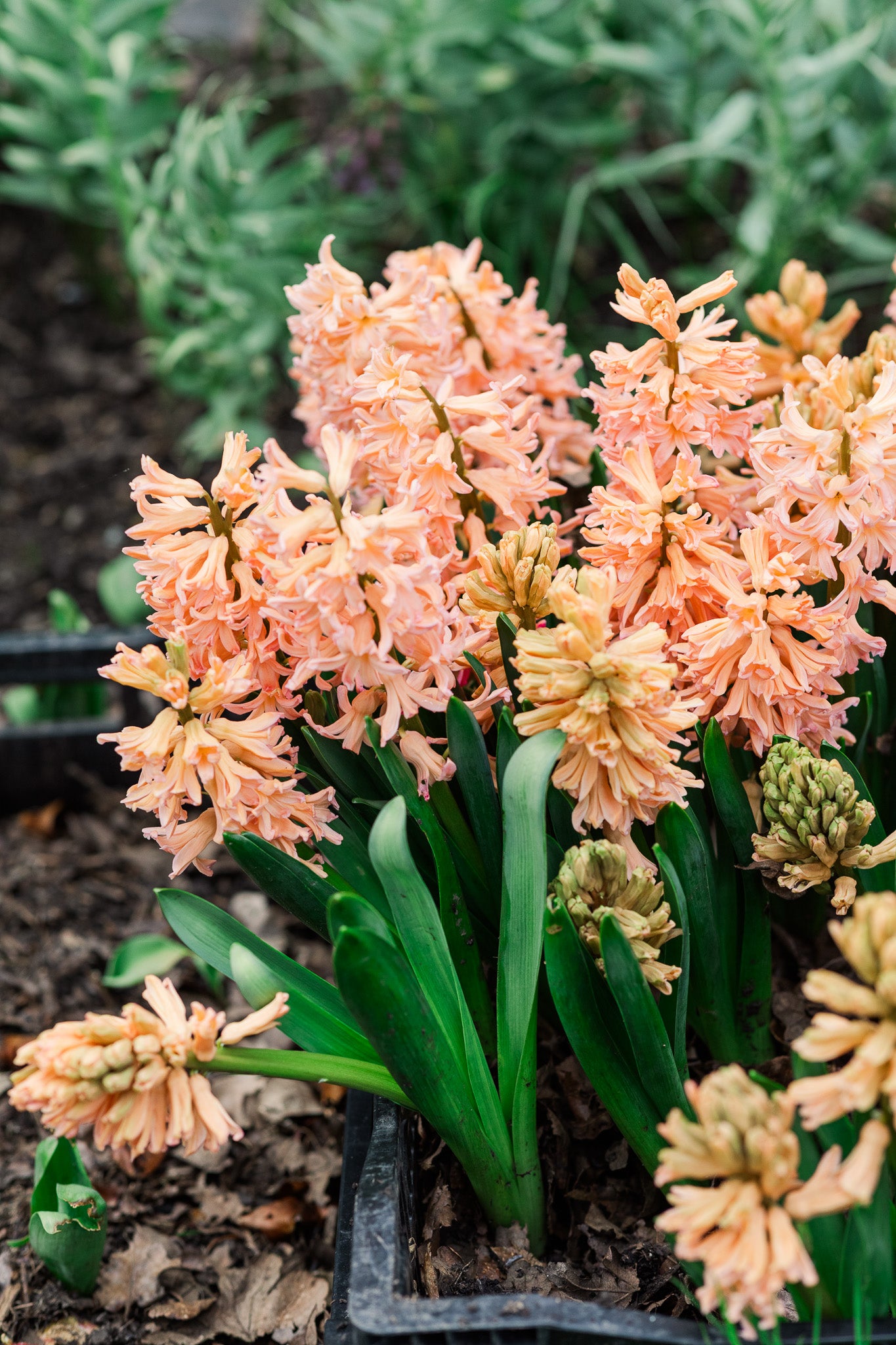 Hyacinth Gypsy Queen