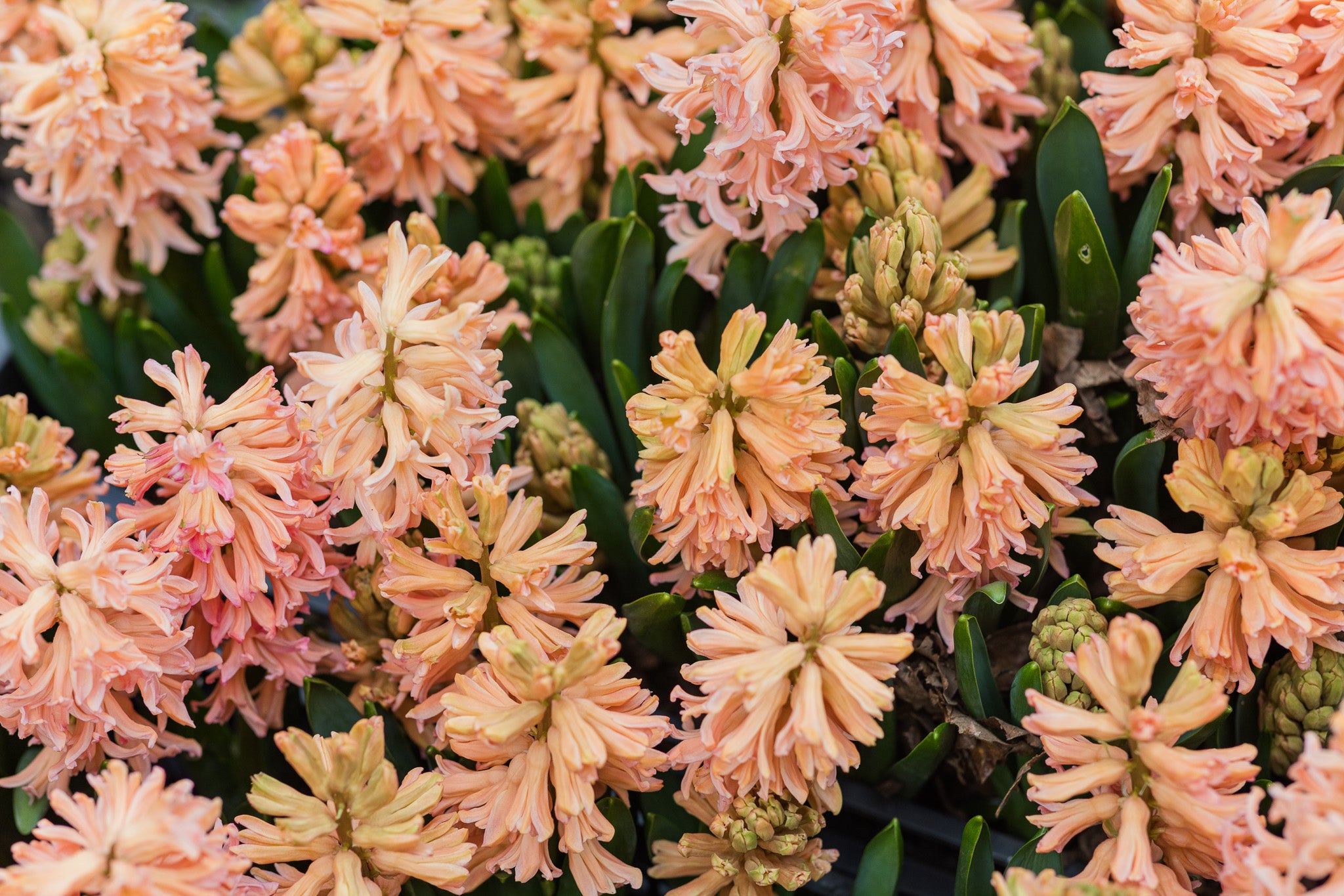 Hyacinth Gypsy Queen