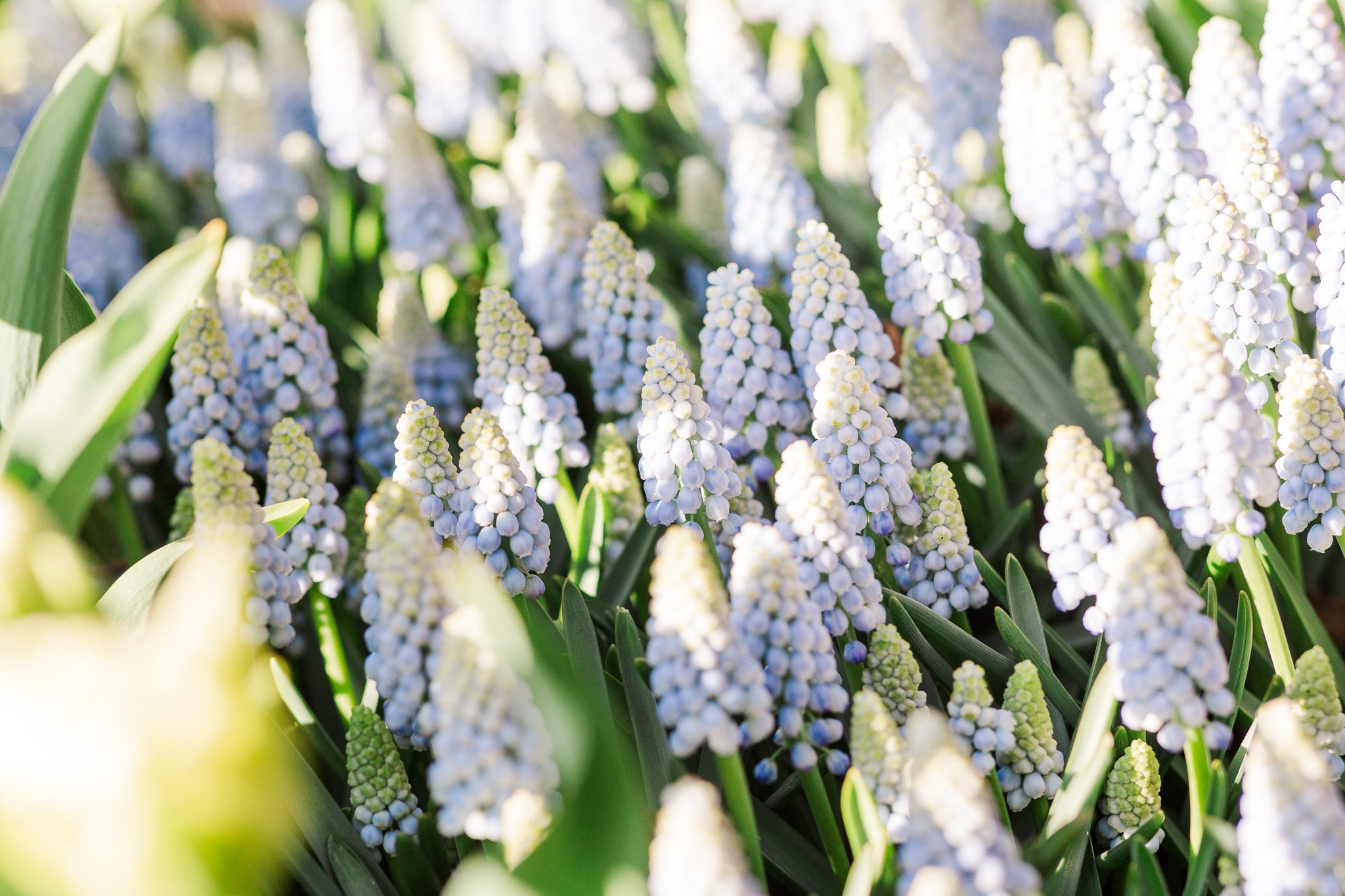 Muscari Baby's Breath