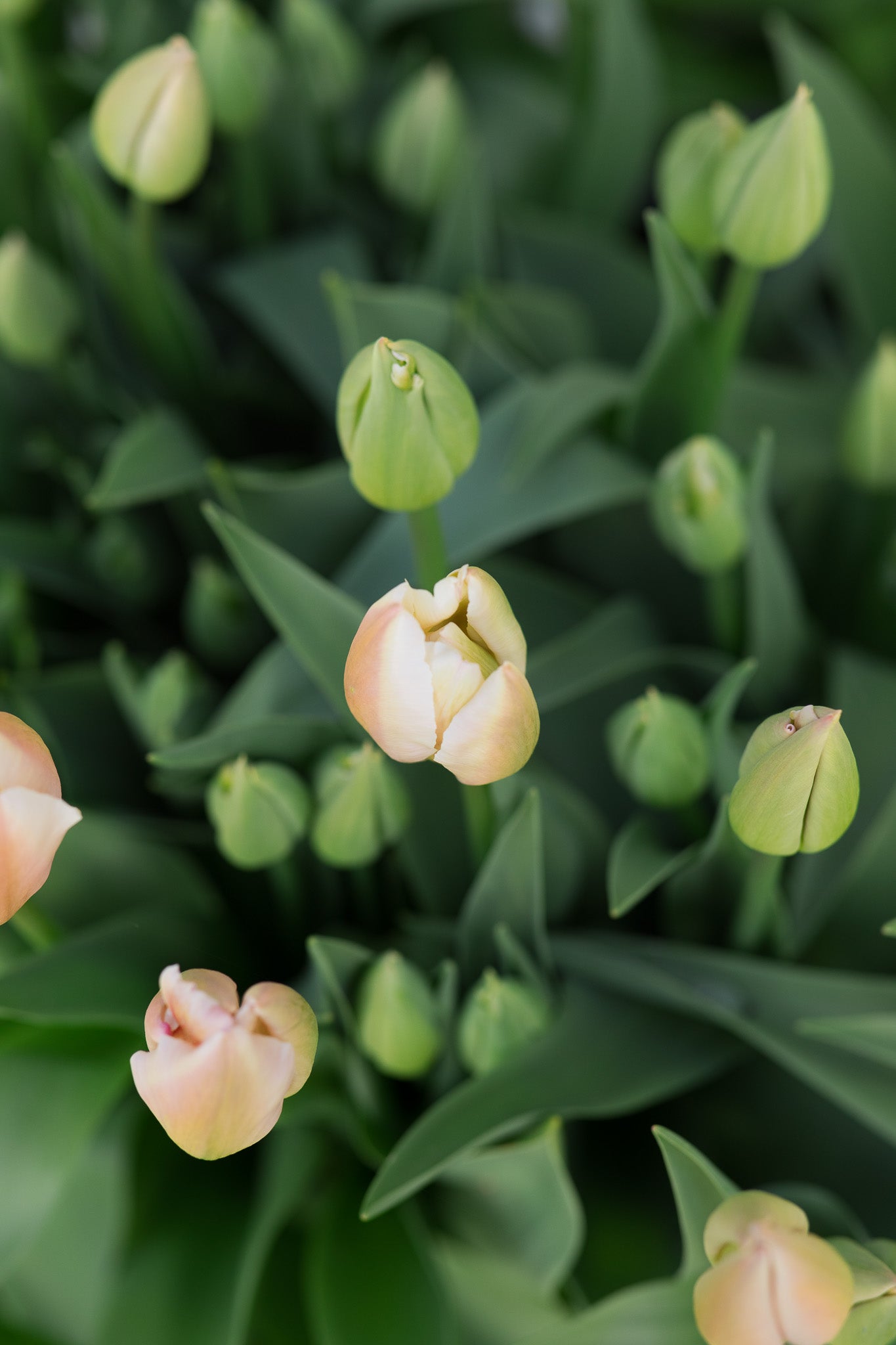 Tulip Apricot Pride