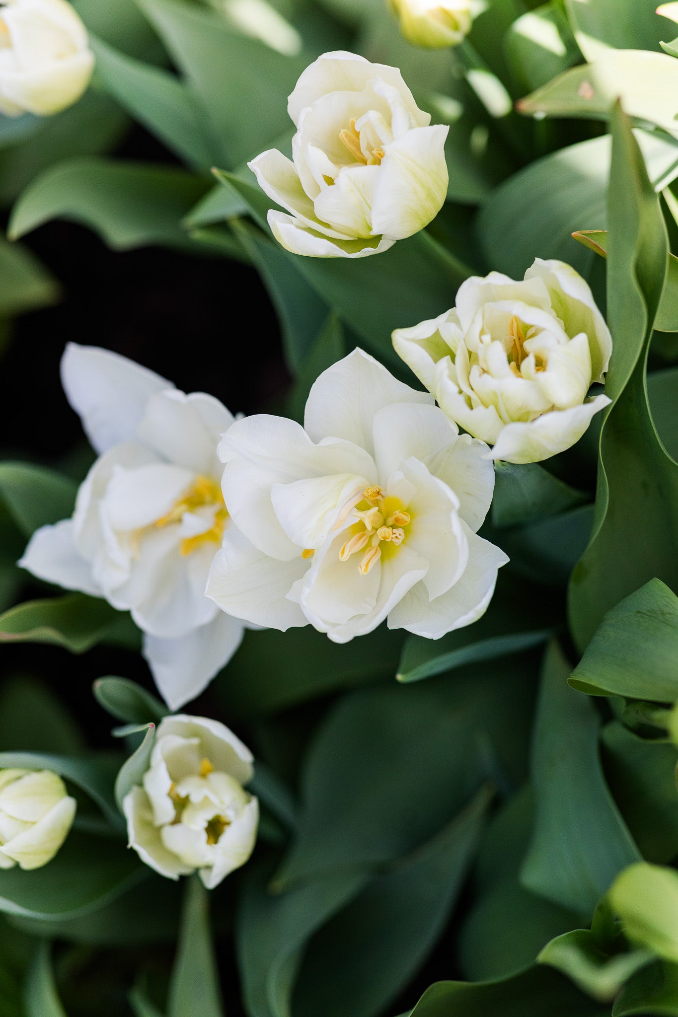Tulip Mondial