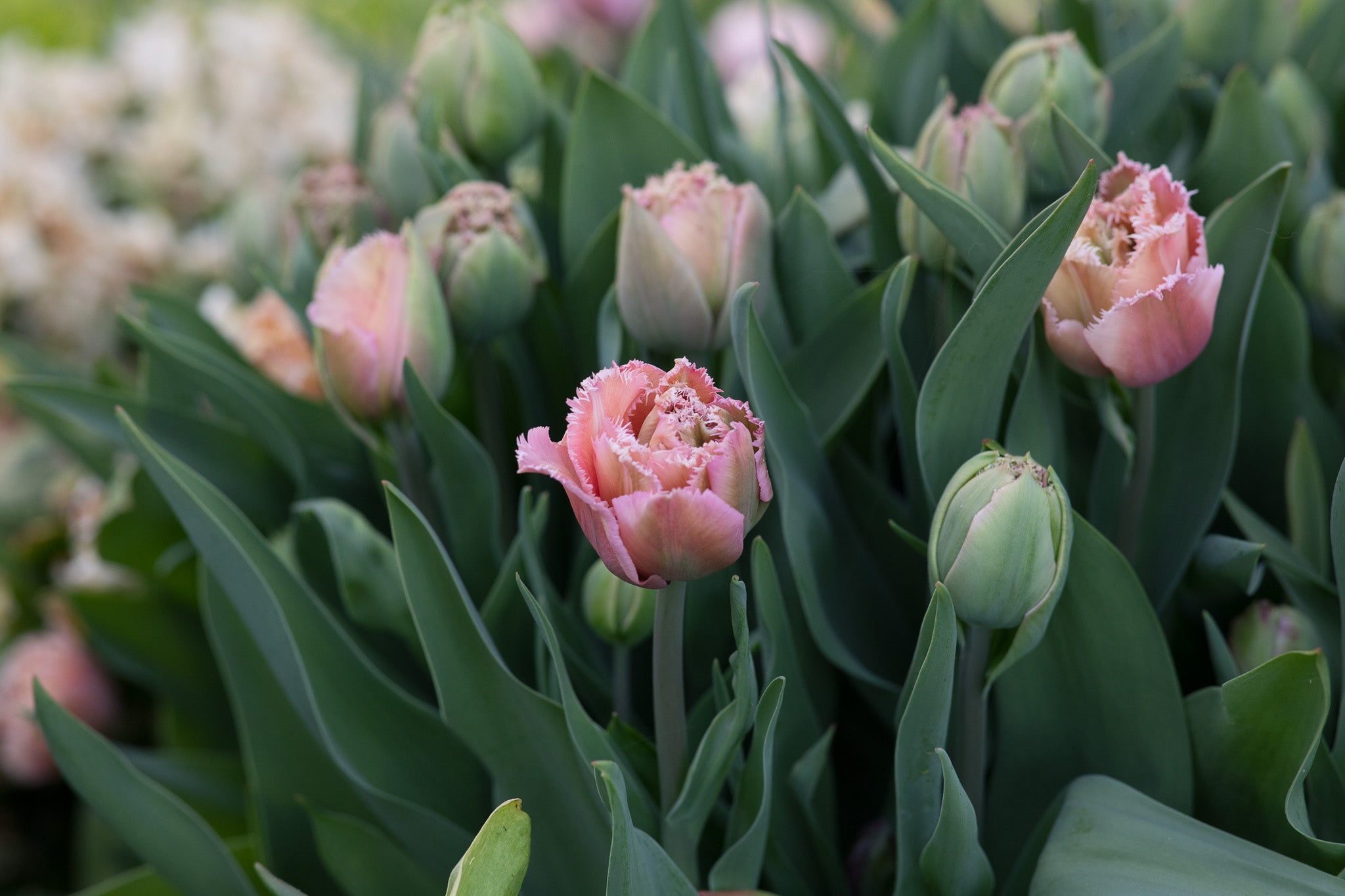 Tulip Pink Magic