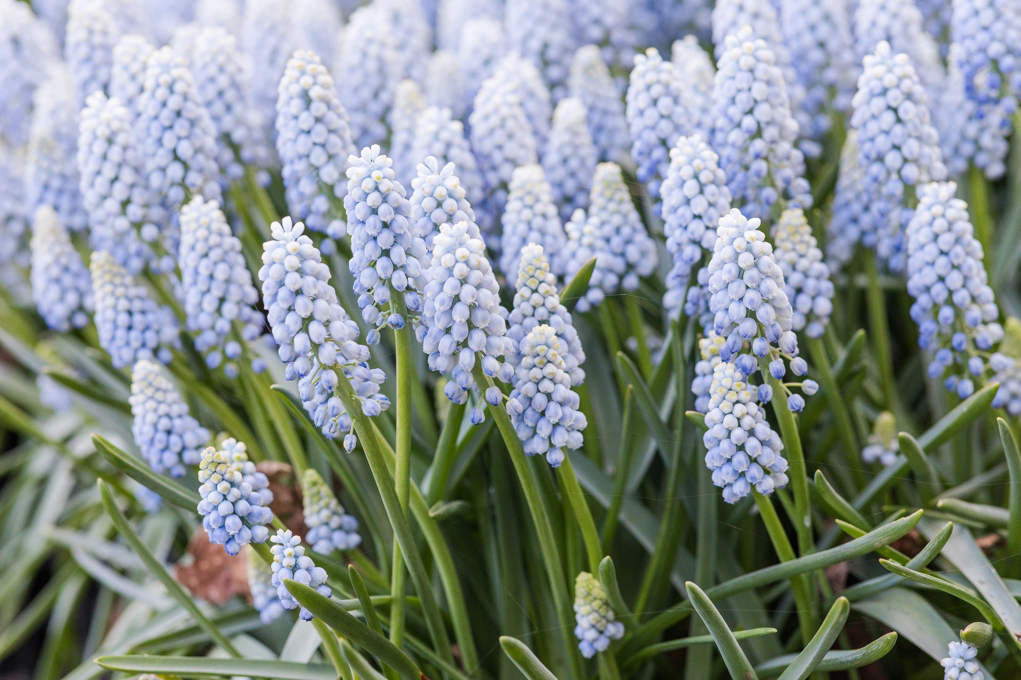 Muscari Baby's Breath