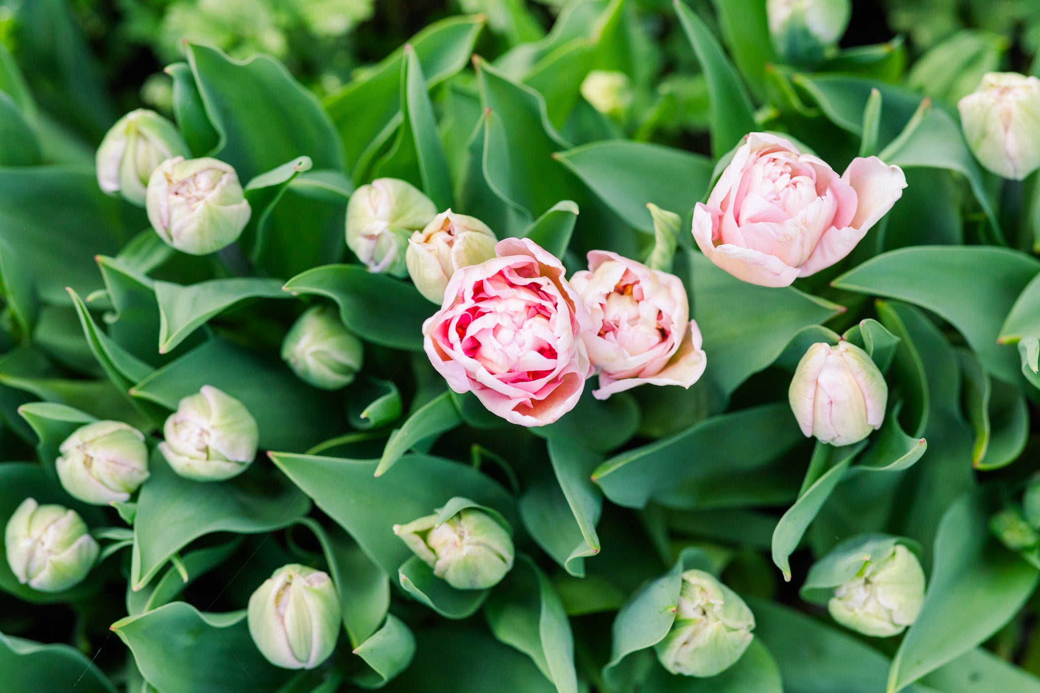 Tulip Dreamer