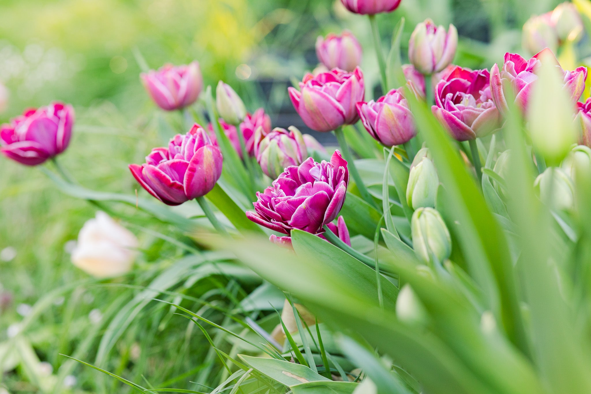Tulip Dream Touch