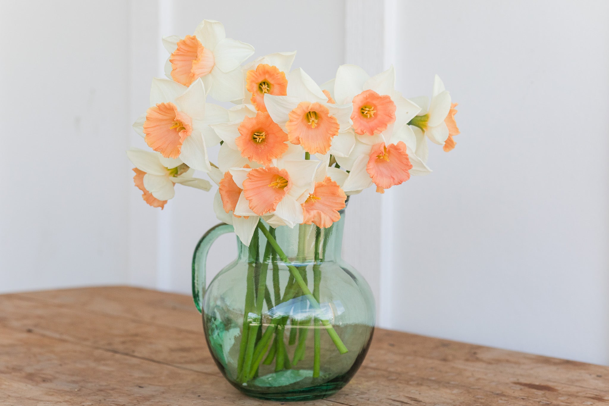 Narcissus Chromacolor