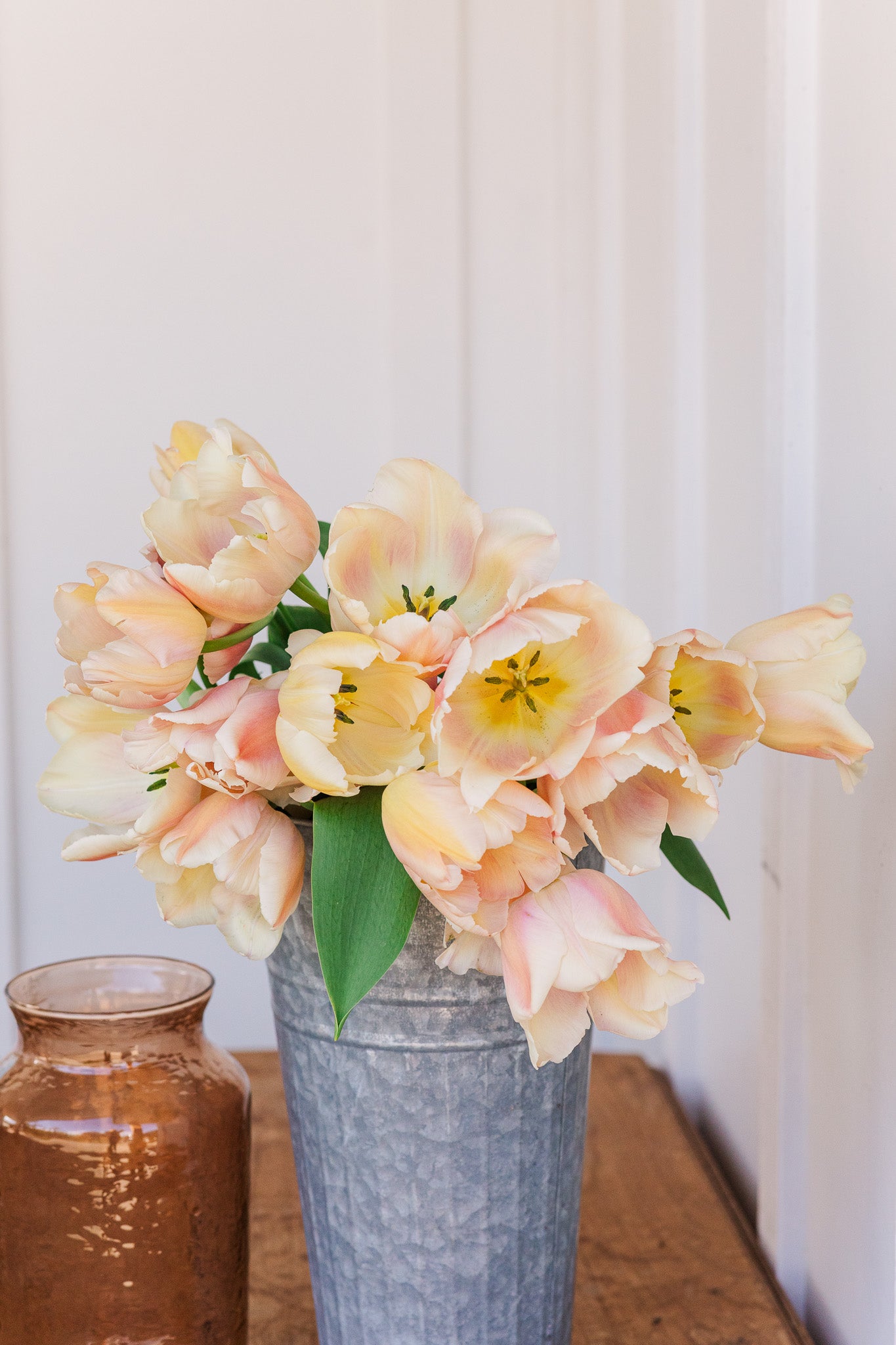 Tulip Apricot Pride