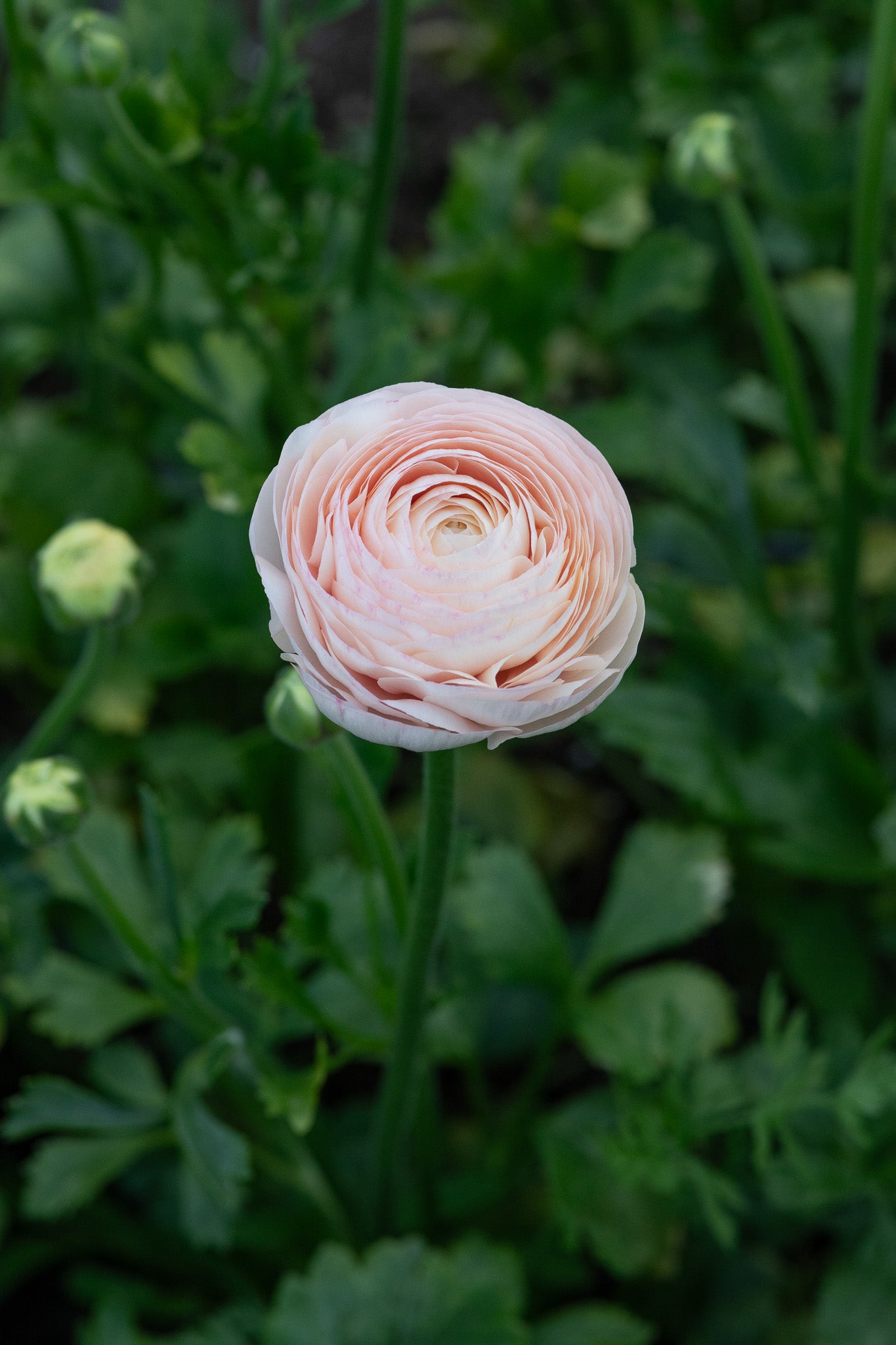 Ranunculus Clone Ginette