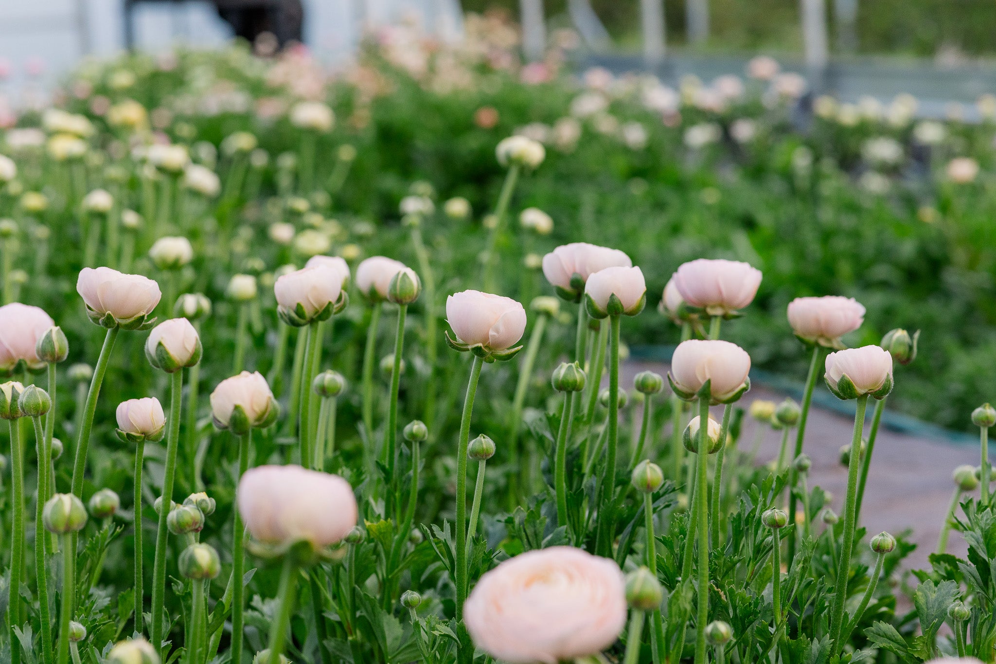 Ranunculus Clone Ginette