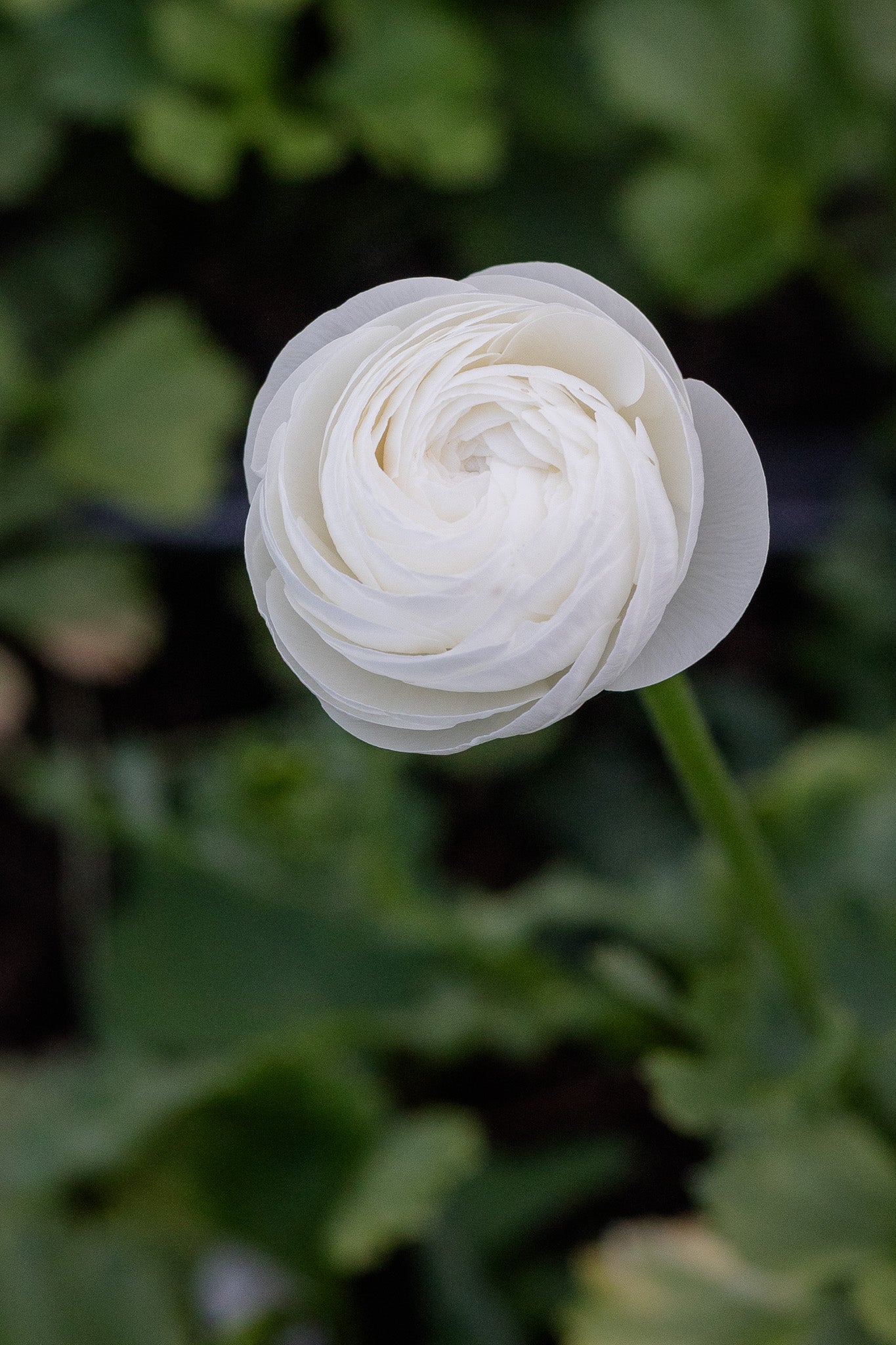 Ranunculus Amandine White
