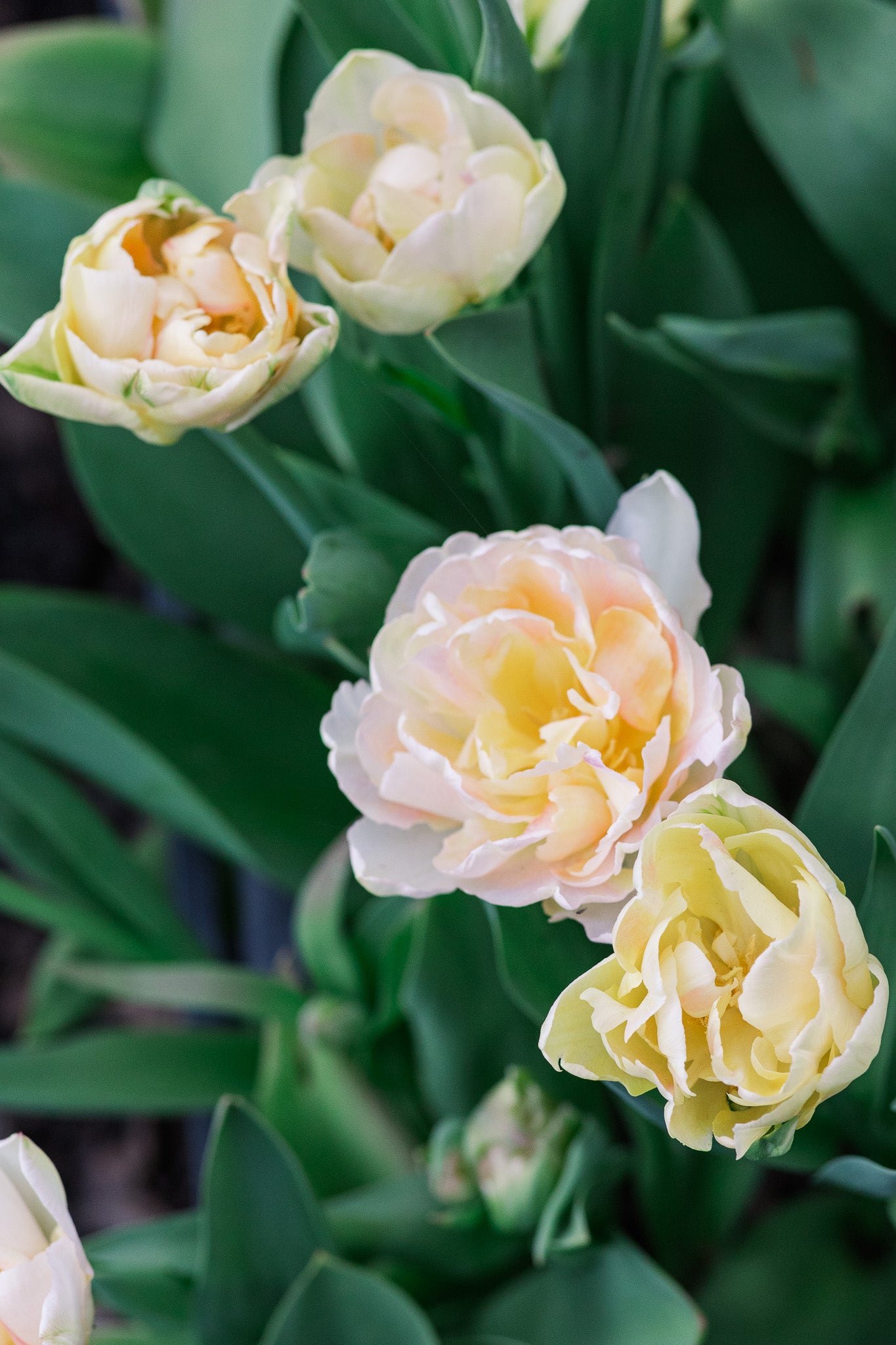 Tulip Charming Lady