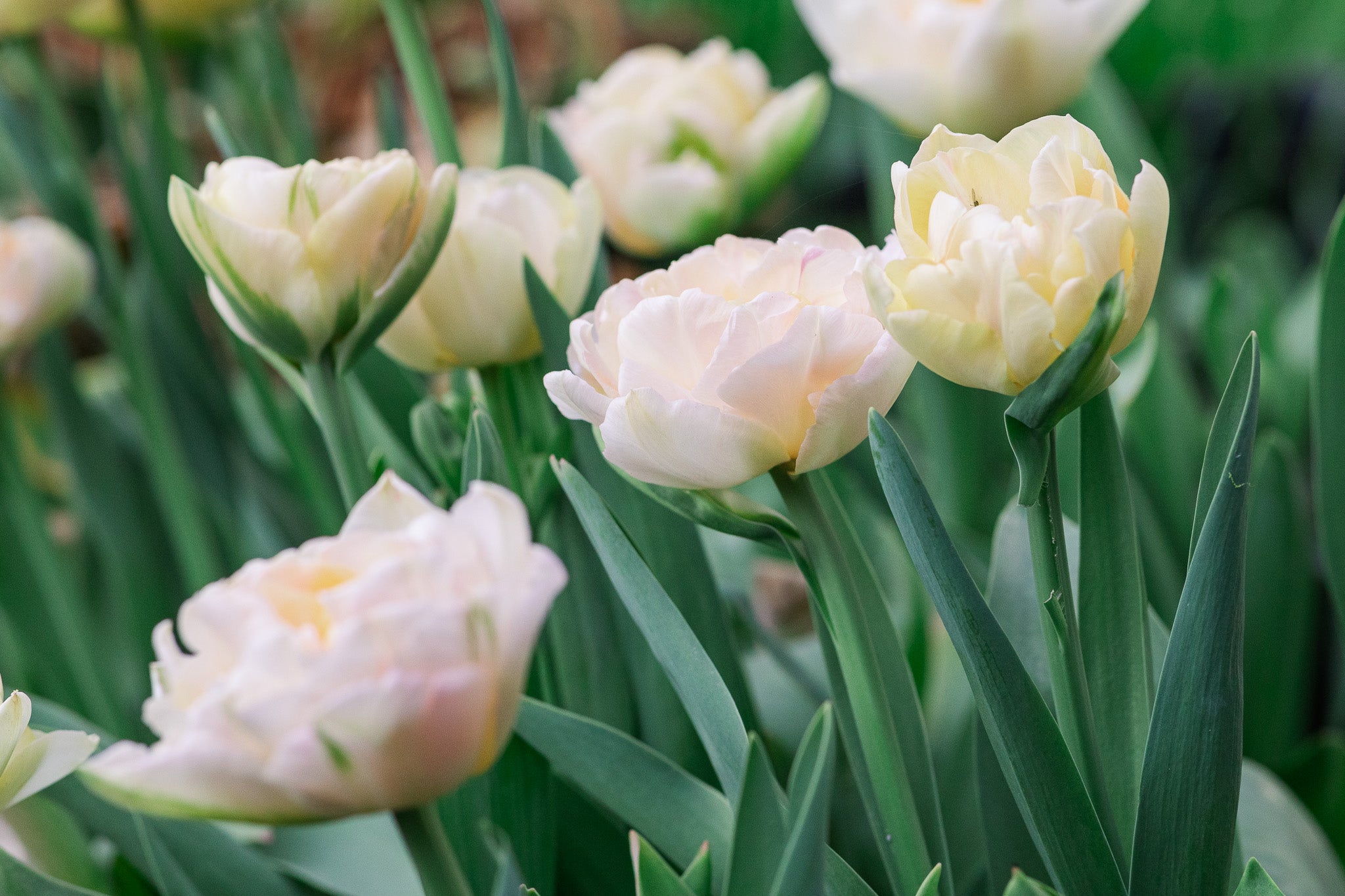 Tulip Charming Lady