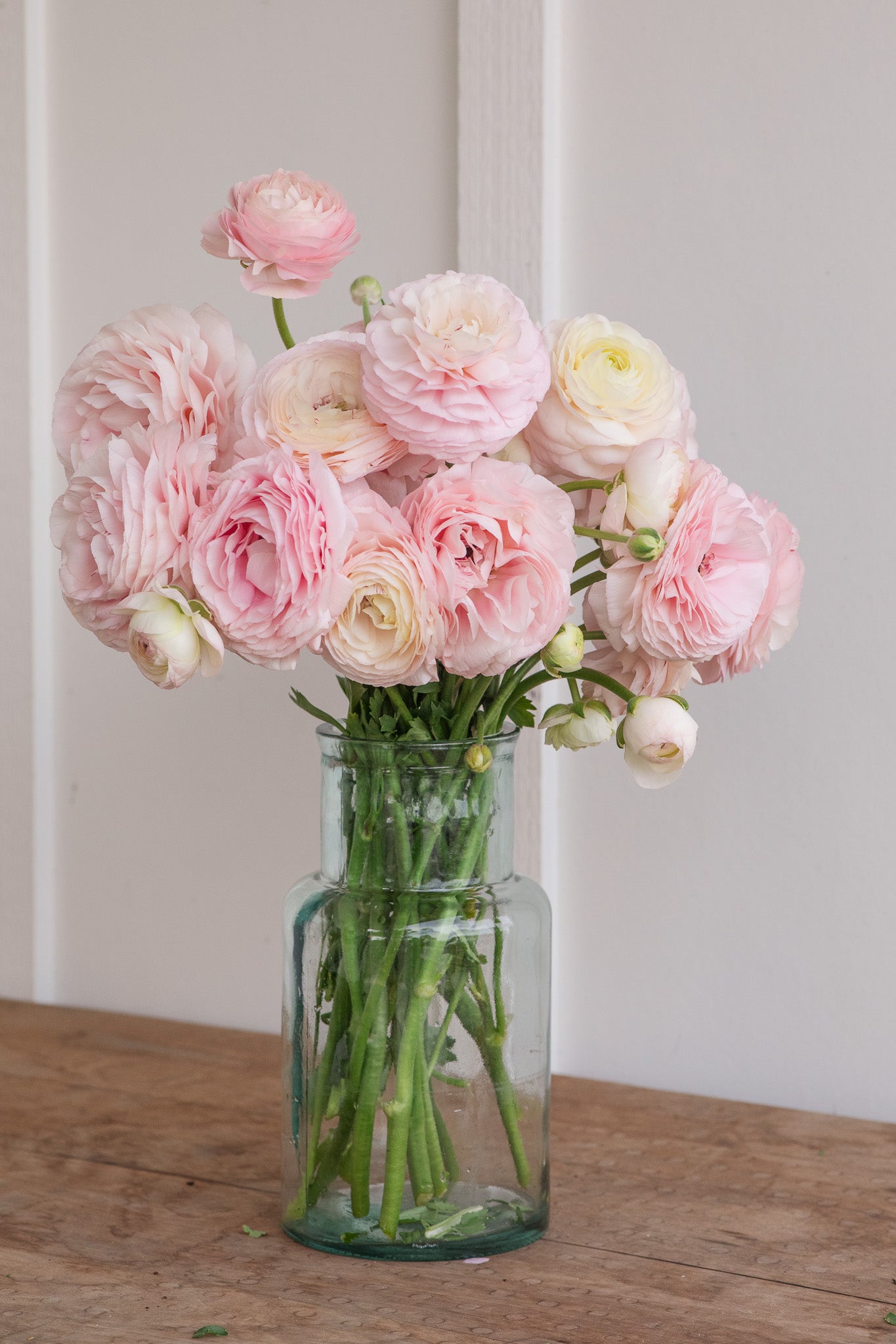 Ranunculus Clone Ginette