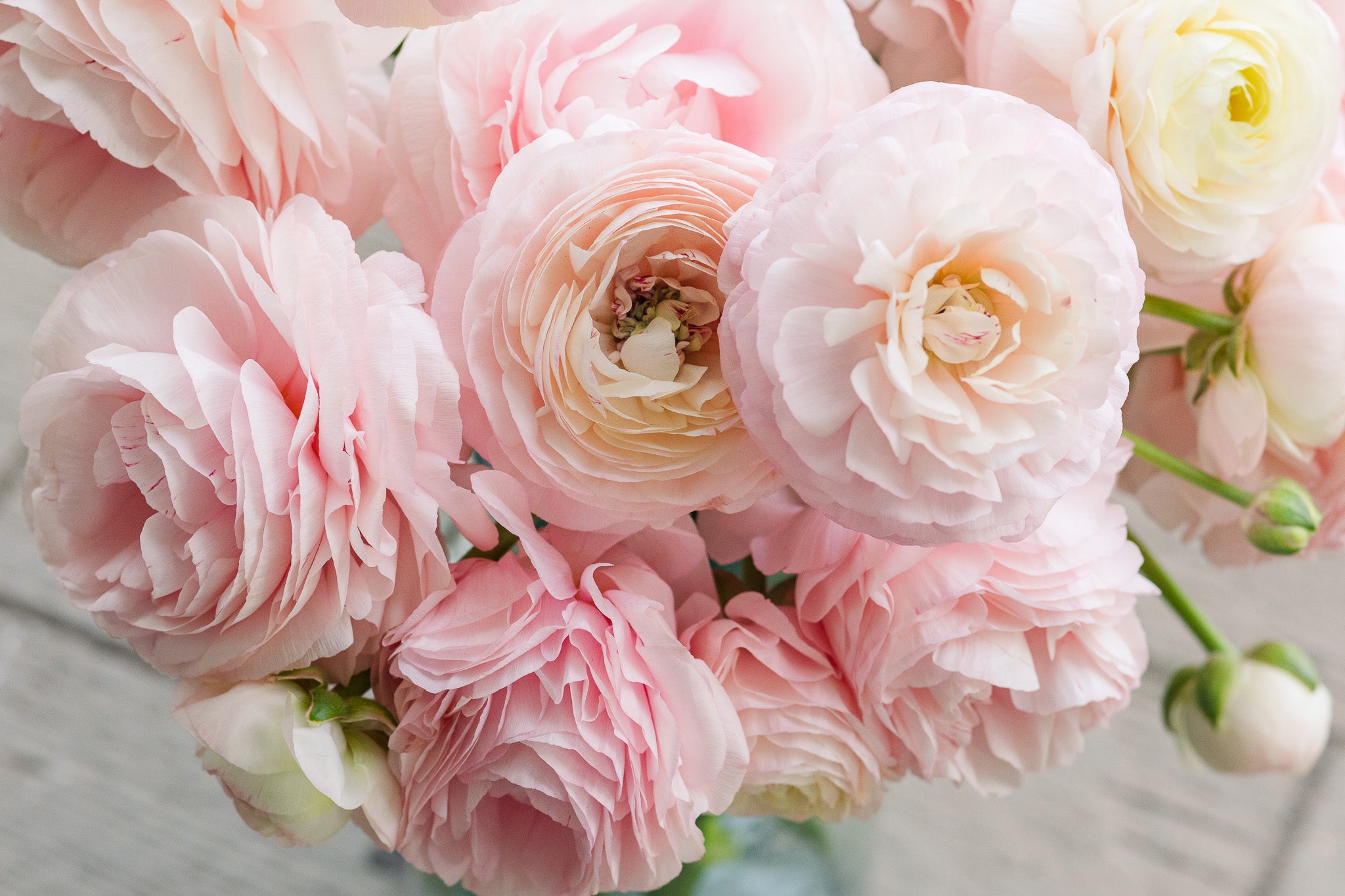 Ranunculus Clone Ginette
