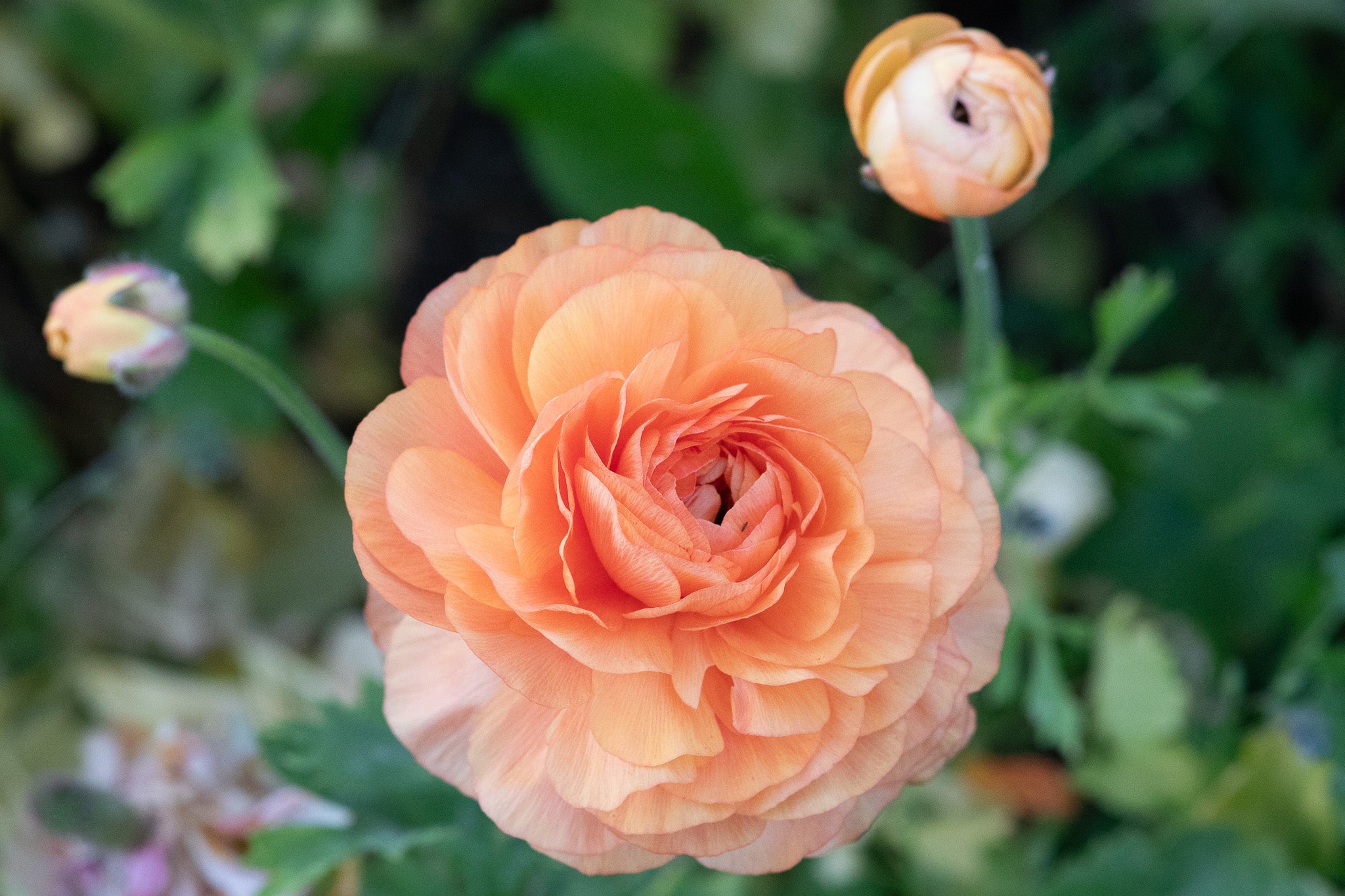 Ranunculus Half Clone Tango
