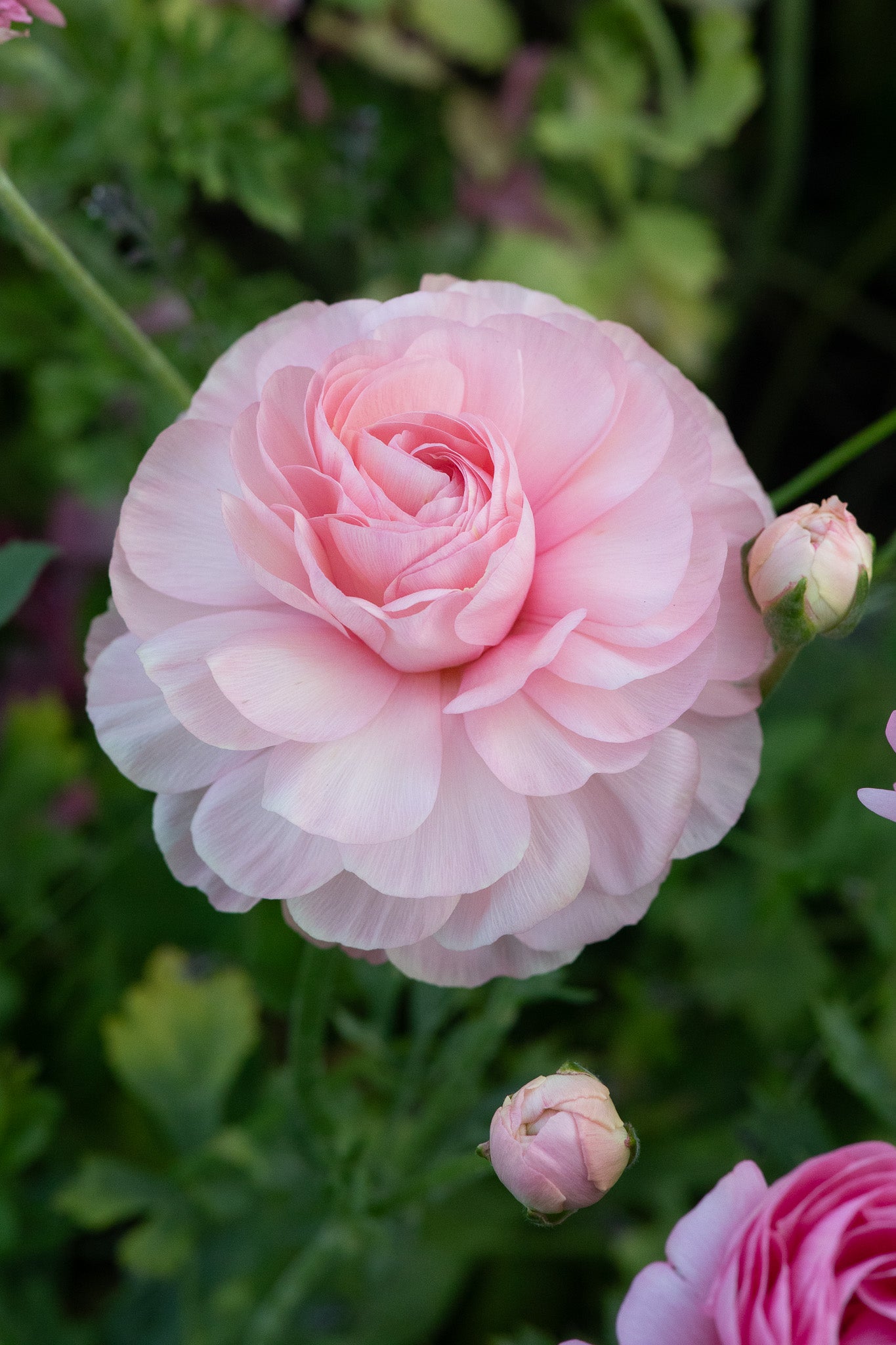 Ranunculus Half Clone Juliette