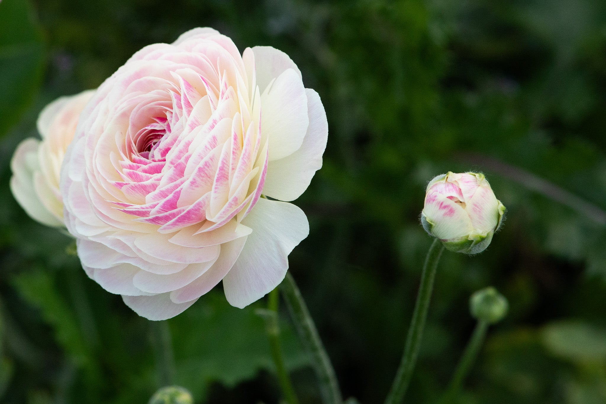 Ranunculus Amandine Porcelaine