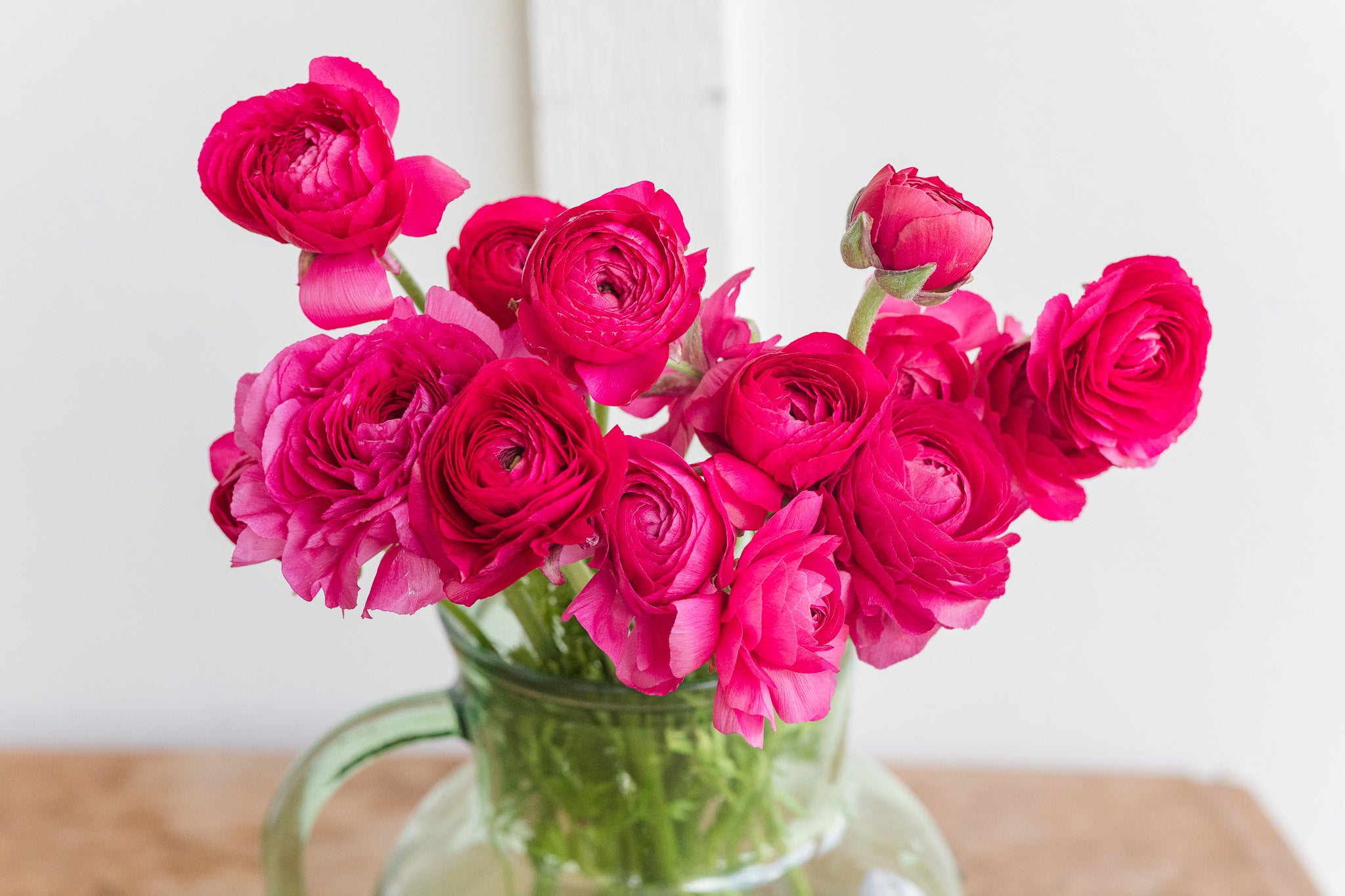 Ranunculus Amandine Bonbon