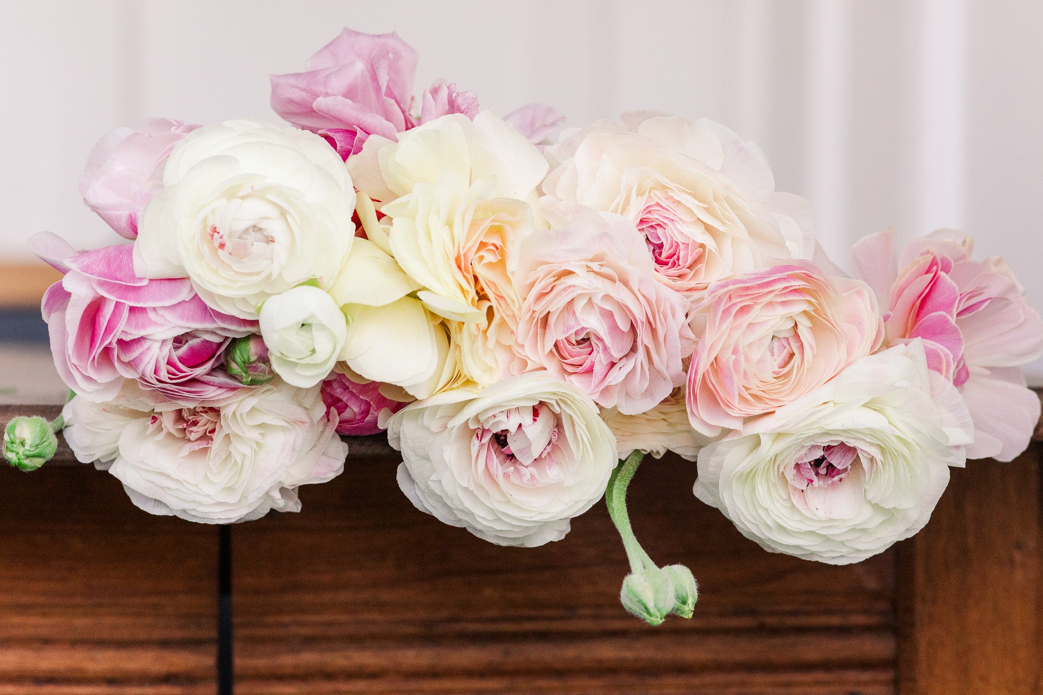 Ranunculus Amandine Porcelaine