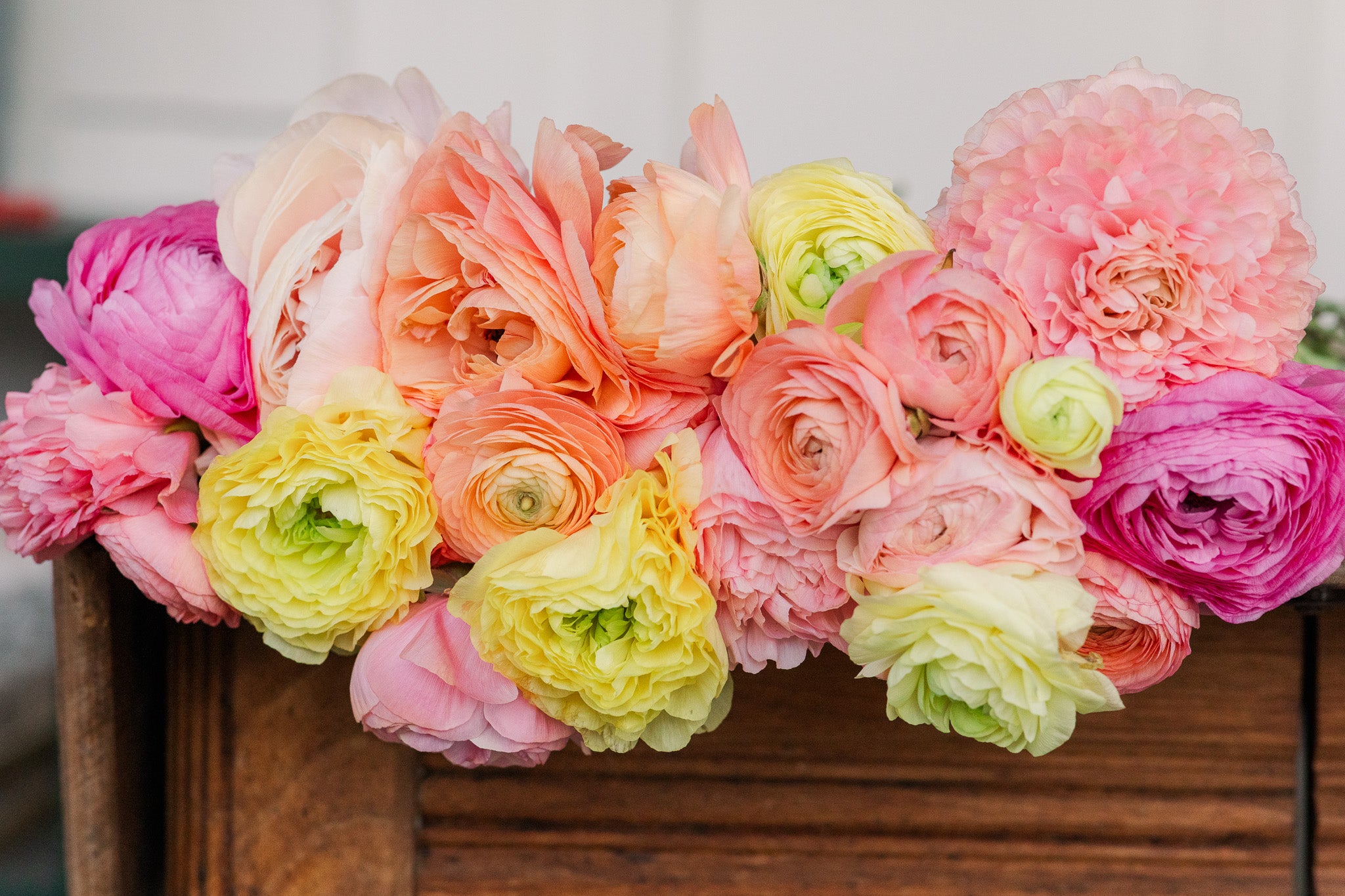 Ranunculus Amandine Pastel Mix