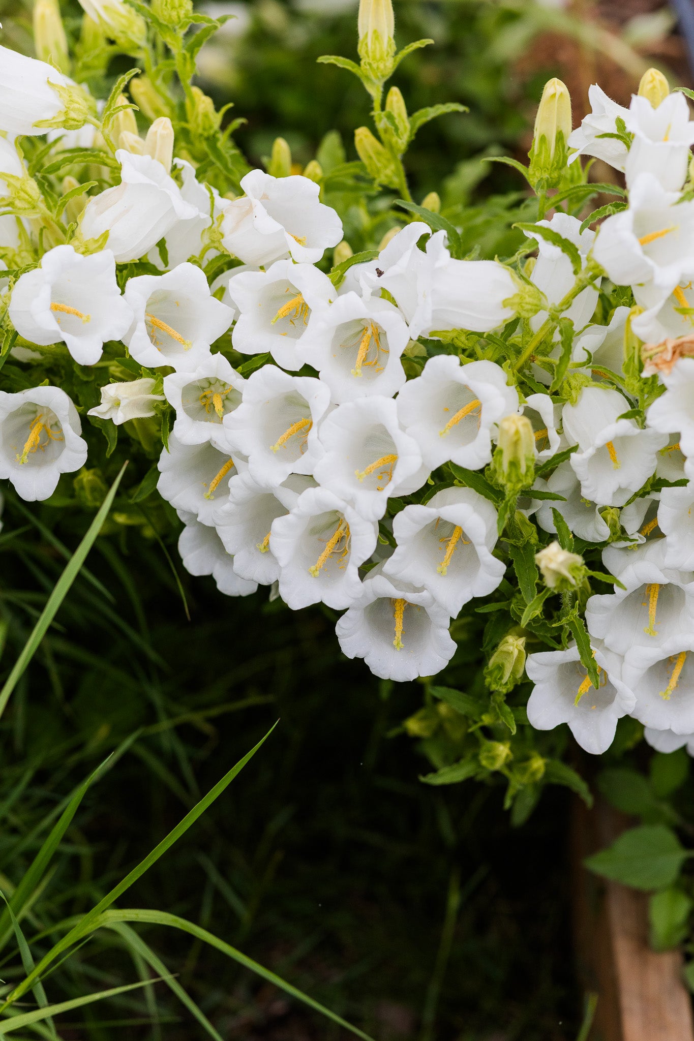Campanula White